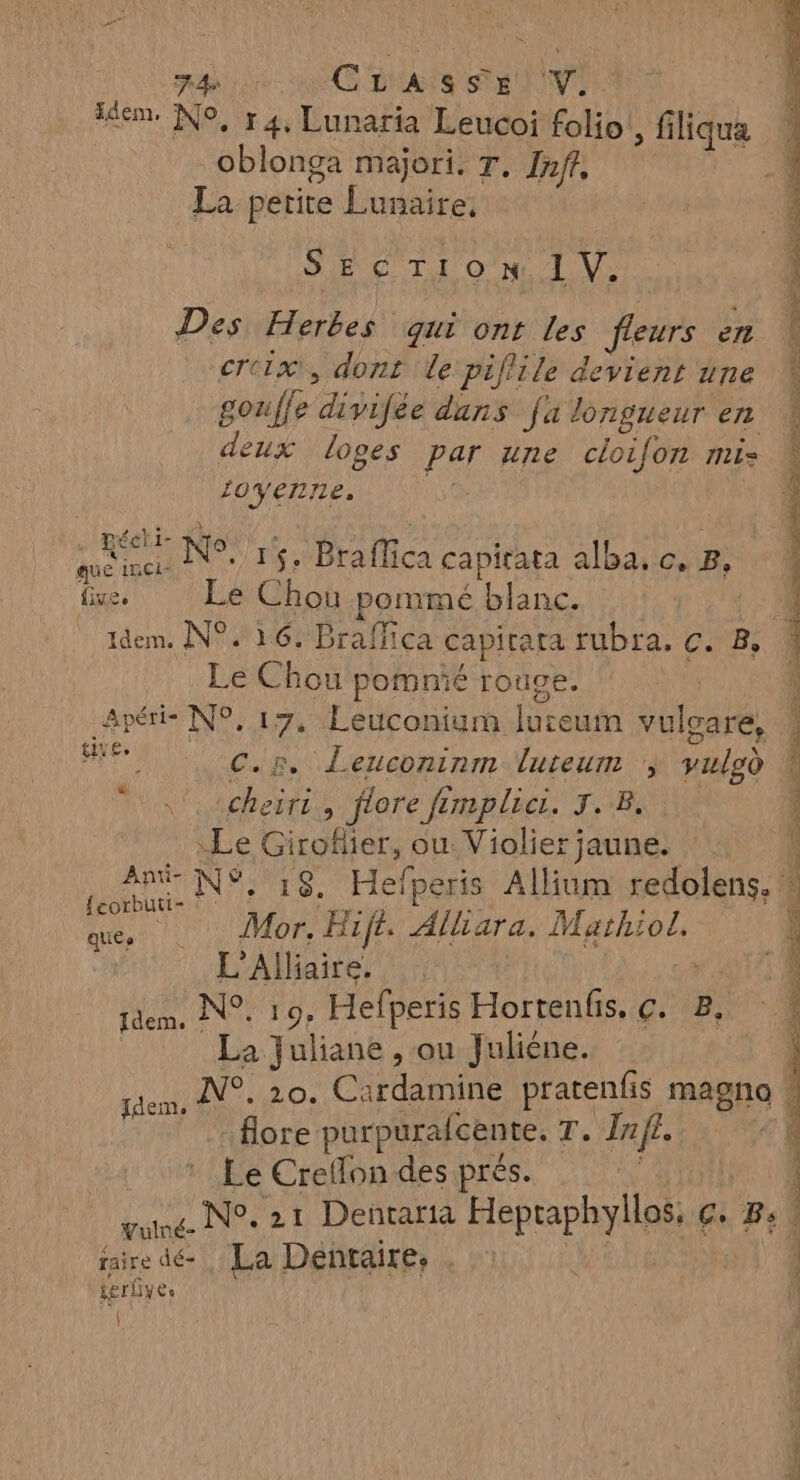 mn 00 CG BAS SET PE tem. No, 14, Lunaria Leucoi folio , filiqua oblonga majori. T. Inff, $ La petite Lunaire. SECTION 1 Ve Des Herbes qui ont les fleurs en creix, dont le piflile devient une gouffe divifée dans fa longueur en deux loges par une cloifon mis \ {oyenne. | . Iméeti: Riot ie | een N°. 15. Braffica capirata alba, ce, 2, five. Le Chou pommé blanc. | 1dem. N°: 16. Braffica capirara rubra. c. B, Le Chou pomnié rouge. Apéri- N°. 17, Leuconium lureum vulgare, RTS dire c.r. Leuconinm luteum ; vulod AA MBertLS fare nb lice TR UN 1 _ Le Giroflier, ou Violier jaune. ! La. N°: 18. Hefperis Allium redolens, # que. Mor. Hiff. Alliara. Marhiol. ‘ L’Alliaire. “ANT idem. N°. 19, Hefperis Hortenfis. ç. B, ! | La Juliane , ou Juliène. N°. 20. Cardamine pratenfis magna der. Idem. flore purpurafcente. T. Ja fi. 4 _ * Le Crefon des prés. FA | gune. N°. 21 Dentaria Heptaphyllos. €. 4 ? faire dé- La Dentaire, | tgrliyes | |