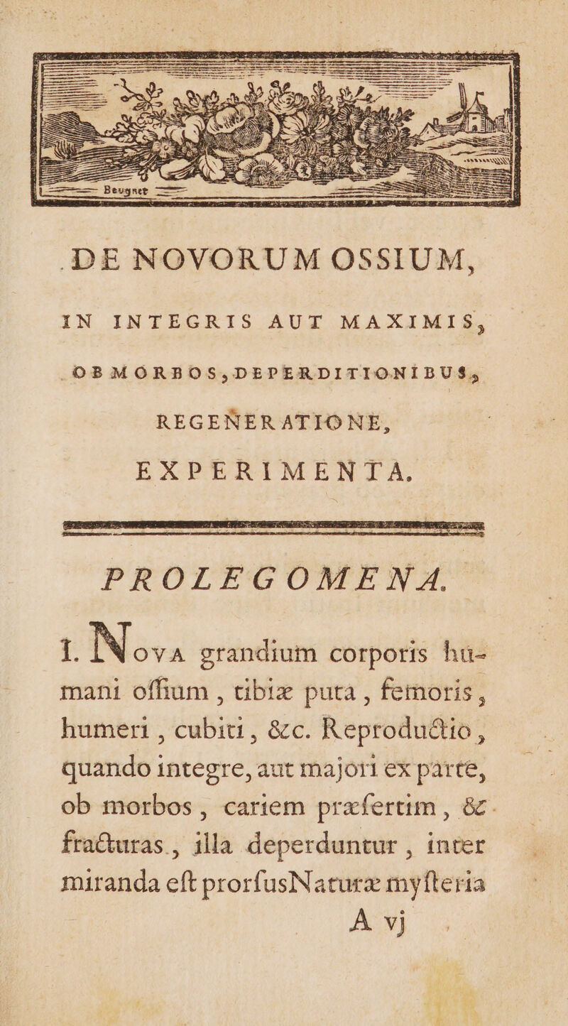 .OBMORBOS,DEPERDITIONIBUS, REGENER ATIO NE, EXPERIMENTA. essa PROLEGOMENA. E Noa grandium corporis hu- mani offium , tibiz puta , femoris, humeri , cubiti , &amp;c. Reprodu&amp;tio, quando integre, aut majori ex parte, ob morbos, cariem praefertim , &amp; fra&amp;uras , illa deperduntur , inter miranda eft prorfusNaturz myfteria