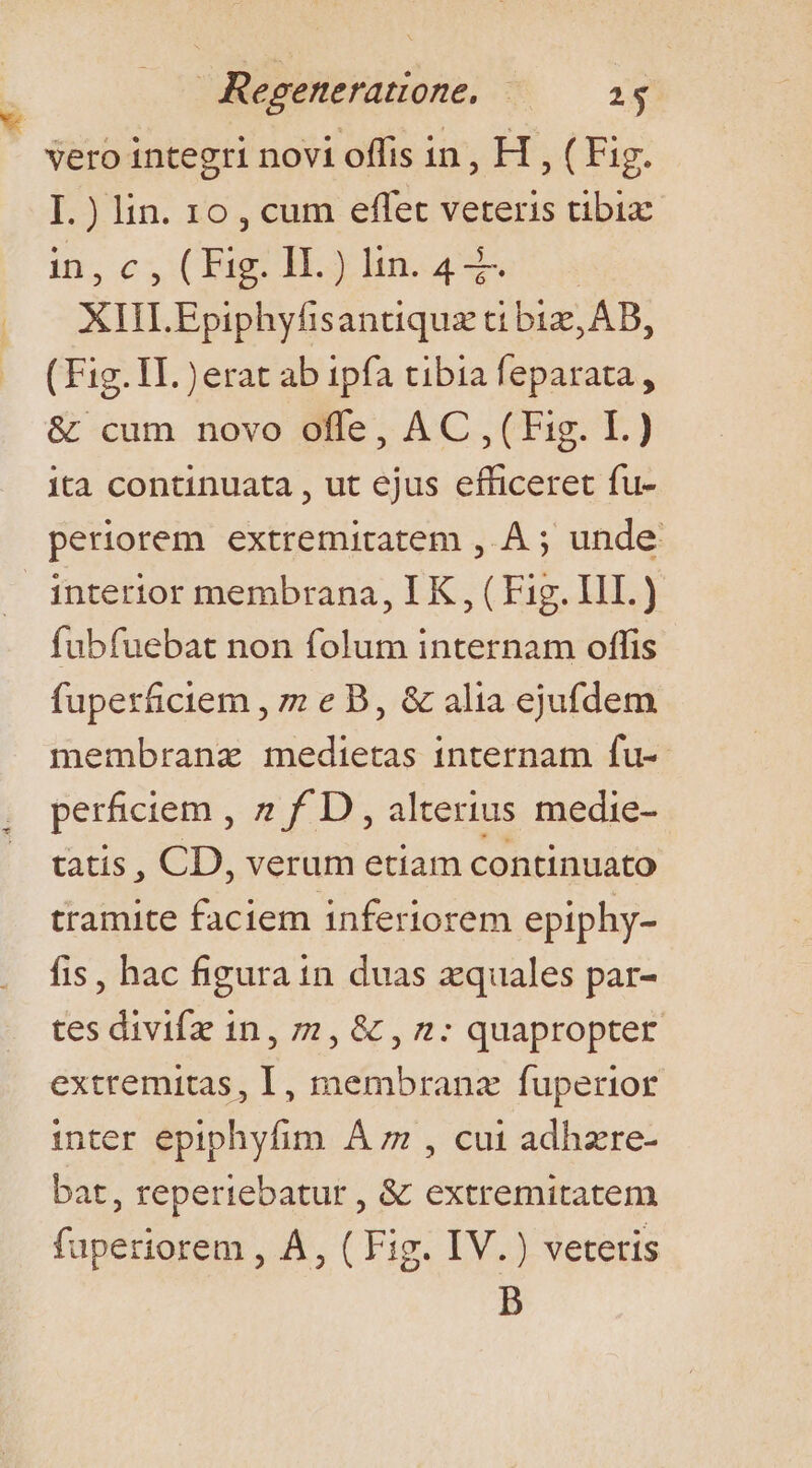 Regenerattone, — 21$ vero integri novi offis in, H , (Fig. I.) lin. 10, cum effet veteris tibix in,cs CE IE hn 4 eus XIILEpiphyfisantiquz ti biz, AB, (Fig.IL. )erat ab ipfa tibia feparata , &amp; cum novo offe, AC ,(Fig. I.) ità continuata , ut ejus efficeret fu- periorem extremitatem , À ; unde intertor membrana, I K , ( Fig. III. ) fubfuebat non folum internam offis fuperficiem , z e B, &amp; alia ejufdem membranz medietas internam fu-- perficiem , 7 f. D , alterius medie- tatis , CD, verum etiam continuato tramite faciem inferiorem epiphy- fis, hac figura in duas xquales par- tes divifz 1n , 7 , &amp; , 2: quapropter extremitas, I, membrana fuperior inter epiphyfim À z , cui adhzre- bat, reperiebatur , &amp; extremitatem faperiorem , A, ( Fig. IV.) veteris B