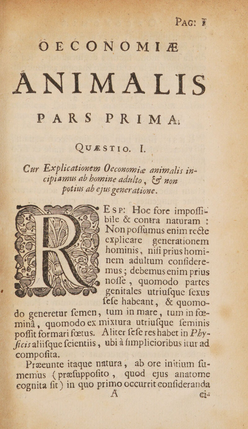 | COECONOMIA ANIMALIS. QuzsTiO. L.- Cur. Explicationem Üeconomio auimalis in- * cipiamus ab bomine adulto . C9 Z0z E. potius ab ejus generatione. Es»: Hoc fore impoffi- j bile & contra naturam : Non poffümus enim rccte explicare generationem hominis, nifi priushomi- nem adultum confidere- mus ; debemus enim prius noflé , quomodo partes genitales utriufque fexus 2 fefe habeant, & quomo- .. do generetur femen, tum in mare , tum in fce- .. minà, quomodo ex mixtura utriufque feminis ... poffit formari fcetus. Aliter fefe res habet in PLy- —— ficisaliifque fcientiis , ubi à fimplicioribus itur ad ^. compofita. ied id Preeunte itaque natura, ab ore initium fu- memus (prefüppofito , quod cjus anatome . cognita fit) in quo gue OP ED RSPTND E