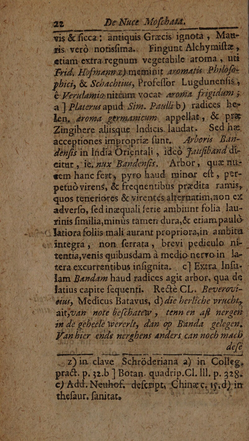 —, hal J V 1 ! ANC ha - ^ /  Ü AS v £C E^ ma E CL ODMAN ON NAME | e€Ferulamionitum vocat: aropaz. frigidum s o7 ta] Platerus apud: Sins. Paslljb) radices hee Coo. den, aroma: germanicum. appellat: Gc pre | Zingibere aliisque. lndicis landat. | Sed he US acceptiones improprie funt. io Arboris Bau-.  A denis in India Orientali , ideo Toufiband di-— - eitmr, de zux Basdenfs. 'Atbor, que mus - . eem hanc fezty pyro haud. minor eft, pet- petuó virens, &amp; frequentibus predita ramis, , . quos teneriores &amp; yirentésalternatim,non ex . adverfo, fed inzquali ferie ambiunt folia; lau- inis fimiliaminus tamen dura,&amp; etiam pauló- t0 MPG latiorafoliis mali aurant propriorajin. ambitü ' ^ «wüntegrá , non ferrata, brevi pediculo nk tentia,venis quibusdam à medio.nervoin la- tera excurrentibus infignita, | c] Extra, Infu- Ü - lam Bardam haud radices agit arbor, qua de . . latius capite fequenti. Rede CL. Beverov:- (o0 00898 eiui Medicus Batavus, d) Ze berliche vrucbt, AE aitjvar mote lofcbatew ,. tenn en af neraem ven . 38 de gebeele wererlt, dam op. Banda | gelegen. | EDO Fan bier ende nerghens anders can noch macb,,. Bi .; Z) in. clave , Schródetiana a) in. Colleg, PNE prac. p. 32.b ] Botan. quadrip.Cl. Ill, p. 328; )00 00 1 € jAdd.Neuhof.-defcript, Ching c. iid) irr 2 'othelantefanita. 0 FTD S PE