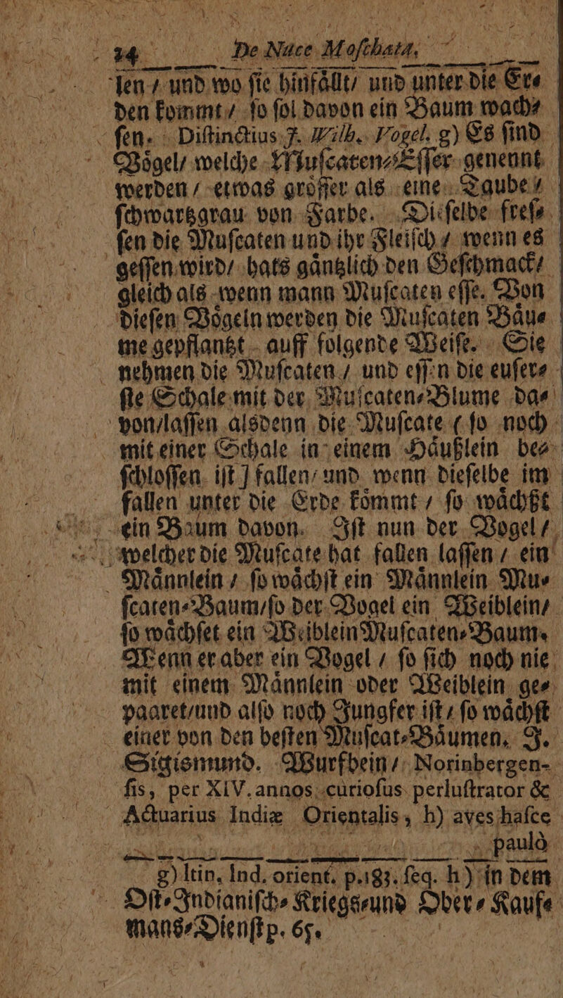 MefthaM, ^^. àült/ unb unter bie &amp;re. ben Eoinmt/ fo fol Davon eín $Baum mad «fen. : Diftin&amp;ius.. JZilb.. Fogel. g) €8 fin. -. CB8gel/ woeld)e t ifufcatenzE (fer. genennt. voerben / -ett008 grófier al&amp; eme. Sauber ftbwoar&amp;arau. ven. Satbe. —.Soicfelbe frefi fen bie 3tufcaten unb ibe Sleifc./ vvenn e8 eefen eoirb/ bate gán&amp;lic ben Gefibmadt/ oleicb al toenn mann SOufcaten efje. Con . tiefen Ciogcin merben bie Stufcaten 93àtl« me aepflan&amp;t - auff folgente QBeift. oie mebrien bie Sufcaten / unb cffin bie eufeve - fle &amp;dale.mit oer, SRuicateneSlume bae | vortilaffen aleoenn Die Stufcate (fo nod) - miteiner Codbale ia-einem. Jáuflein. bea- $dbtoffea. ijt ] fallen; umo. wenn. biefelbe im - fallen unter bie. Grbe fómmt / fo: vodcbft. . SRtánntein /. fo voócbft ein. SItánnlein. SIQuv fcaten^33aumfo Der.C3oael ein. Cfeiblein/ lo vacet eia QBuibleinSWtufcaten/SBauttt. CE enn ecaber ein Qogel /. fo fib. nod) nie. iit einem Stánn(ein ober Qi&amp;eiblein. ge». paaret/uub alfo nod) Sunofer ift fo voddbft —. einet oon ben beften Stulcat'SSàumen, S. eidienmino. Qiurfbein/ ':Norinbergen- - - fis, per XIV.annos..curiofus. perluftrator &amp; - Auarius Indie Orientalis, b) aves hafce - g ltin, Ind. orient. p.igj. feq. h) ín bem. - SitéSnbianifib» Sriegsrune Ebera Saufe manseQenfip.6g. — —.——