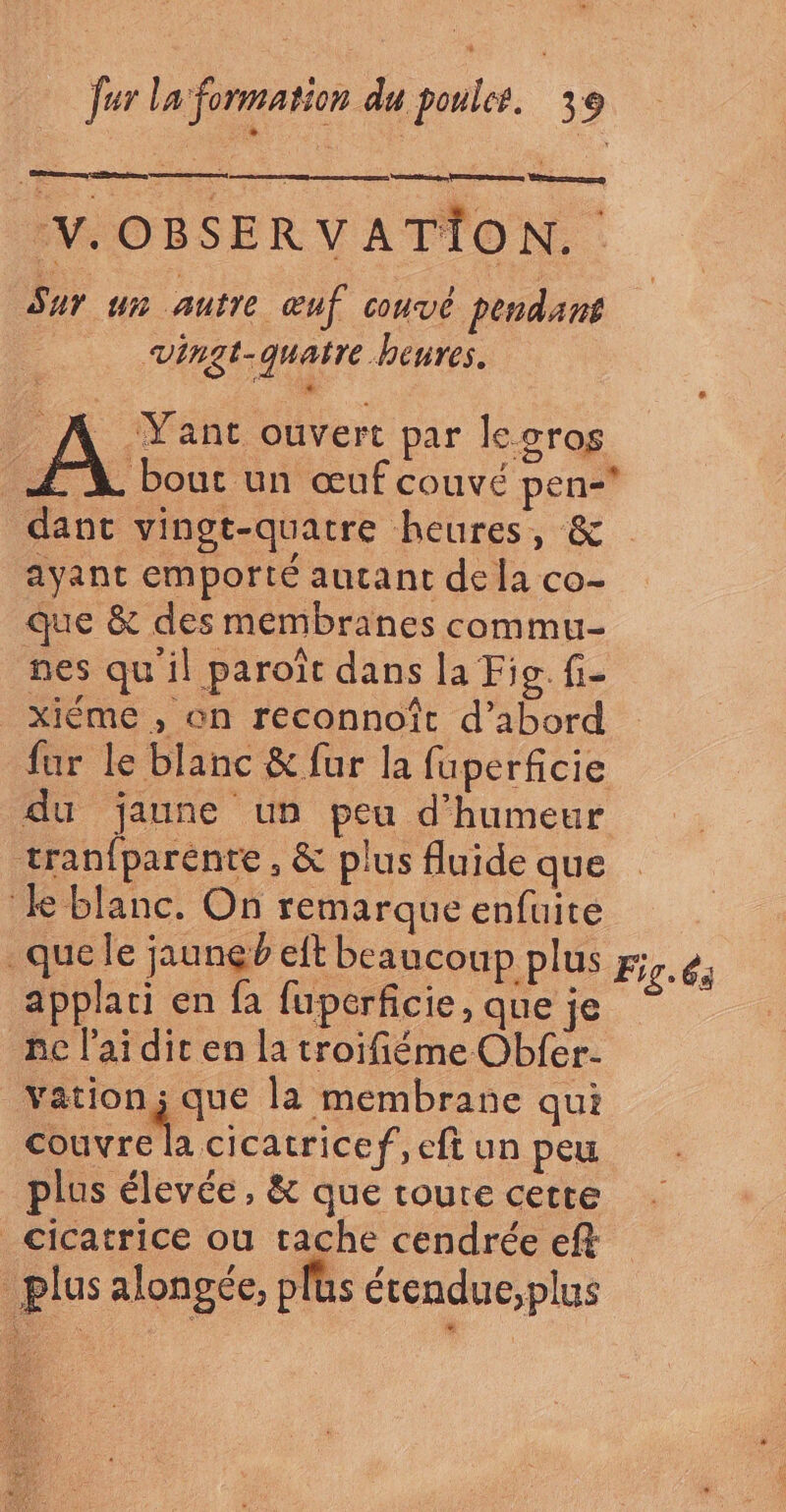 ‘V. OBSERVATION. Sur un autre œuf couvé pendant _ véngt-quañre heures. . à RL ant ouvert par lecros ZX bout un œuf couvé pen- dant vingt-quatre heures, &amp; ayant emporté autant de la co- que &amp; des membranes commu- nes quil paroït dans la Fio. fi- xiéme , on reconnoît d’abord fur le blanc &amp; fur la fuperficie du jaune un peu d'humeur tranfparentre, &amp; plus fluide que le blanc. On remarque enfuite _que le jaunçv eft beaucoup plus Fig. és applati en fa fuperficie, que je ne l'ai dit en la troifiéme Obfer- Vation; que la membrane qui couvre la cicatricef, eft un peu plus élevée, &amp; que toure cette _ cicatrice ou tache cendrée ef plus alongée, plüs érenduc,plus