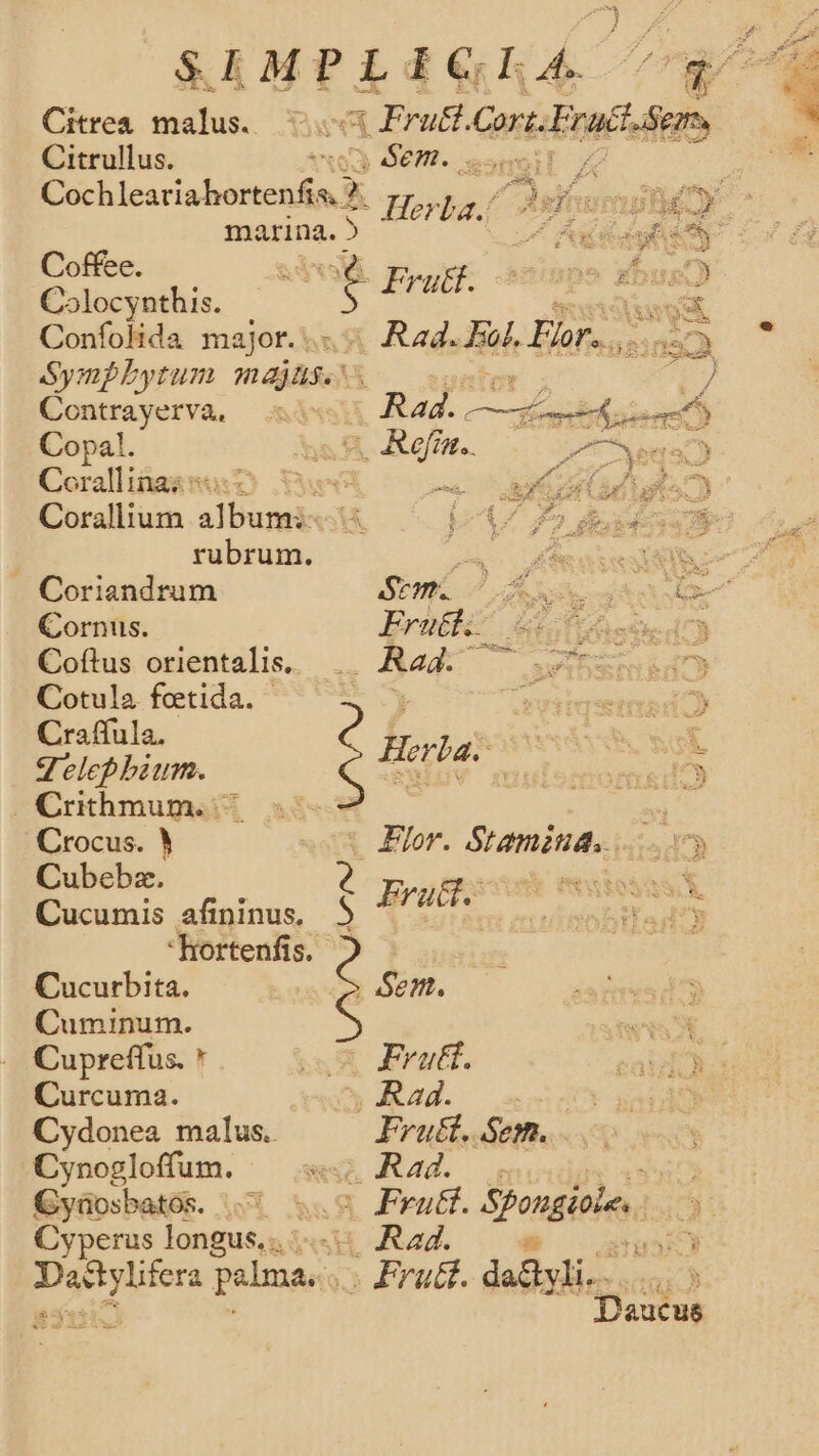 Citrea. malus. Citrullus. marina. 5 Coffee. Colocynthis. Confolida major. 21 3 Fruct. Cori. Fry ISegr. 3 em. sni NS Fruct. . Rad. Jh Bar... ist SympLbytum májts. nu Contrayerva, — 5 Bak : Copal. 8. offa... Corallinaz Vus T Corallium. or ee ax [ Coriandrum SEMEL A AR eic Re Cornus. Coftus orientalis. Cotula feetida. Craffula. V'elephium. Crithmum..: Crocus. Y Cubebz. Cucumis afininus, Rortenfis. Cucurbita. Cuminum. Cupreffus. * Curcuma. Cydonea malus. Cynogloffum. Gyüosbatos. . Cyperus longus... hus a polma. Erethk^ 4 7 Herba. Flor. Stamina. . d 3» 2 PFruti. 5 det BUT : :Senm. V : Fvuft. bad. — mieCY um Fruét. Sem... Rad. (| Rad. AE $6 3 OD 1 Daucus