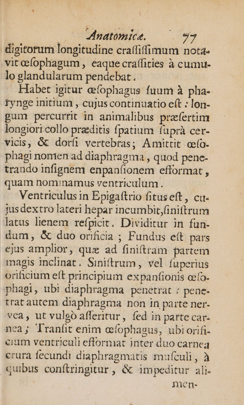 E 200 fnatomice, 093 digitotum longitudine craffiffimum nota- vitoefophagum , eaque craífities à cumu- lo glandularum pendebat . Habet igitur efophagus fuum à pha-. rynge initium , cujus continuatio eft : lon- pum percurrit in animalibus prafertim longiori collo praeditis fpatium (uprà cer- vicis, &amp; dorfi vertebras; Amittit ceío- phagi nomen ad diaphragnma , quod penc- trando infignem enpan(ionem efformat , quam nominamus ventriculum . | Ventriculus in Epigaftrio fituseft, cu. jus dextro lateri hepar incumbit,Gniftrum latus lienem refpicit. Dividitur in fun- dum, &amp; duo oríicia ; Fundus eft pars ejus amplior, quz ad finiftram partem magis inclinat. Siniftrum, vel fuperius orificium eft principium expanfionis cefo- phagi, ubi diaphragma penetrat : pene- trat autem diaphragma non in parte ner- vea , ut vuleo affertur, fed in pattecar. nea; lraníit enim cíophasus, ubiorifi- cium ventriculi efformat inter duo carnea erura fecundi diaphragmatis mufculi, à quibus conftringitur , &amp; impeditur ali. men-