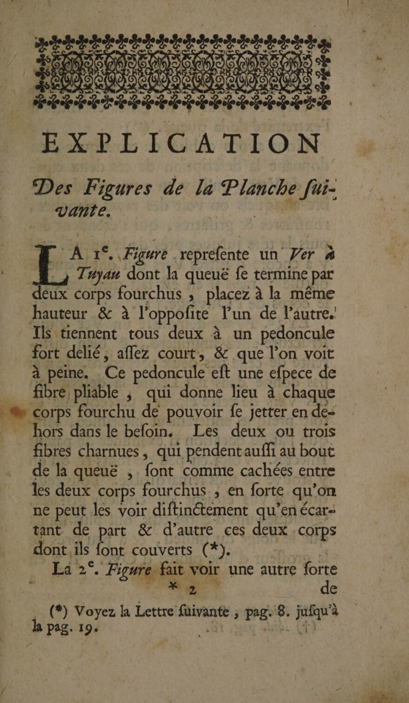 pépites | sie D. se A De u € ne) œ. La ske MLD IRD MSN NS DDN AS DEN EXPLICATION Des Figures de la Planche Jui: Vañite. EE A 1°. Faure reprefente un Per 4 À, Zayan dont la queuë fe termine par deux corps fourchus ; placez à la même hauteur &amp; à l’oppofite l’un de l’autre. Ils tiennent tous deux à un pedoncule fort delié, aflez court, &amp; que l’on voit à peine. Ce pedoncule eft une efpece de _ fibré pliable ; qui donne lieu à chaque M corps fourchu dé pouvoir fe jetter en de hors dans le befoin. Les deux ou trois . fibres charnues, qui pendentauffi au bout de la queuë ; font comme cachées entre les deux corps fourchus ; en forte qu’on ne peut les voir diftinétement qu’en écar- tant de part &amp; d’autre ces deux corps dont. ils font couverts (*). La 2°. Figure fait voir une autre forte NET de (#) Voyez La Lettre füivante ; pag. 8. jufqu'à la pag. 19. a: LVOEE à ME