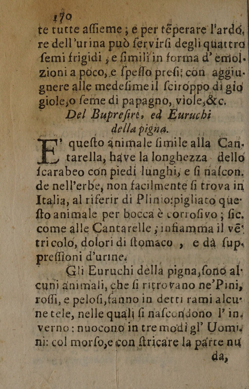 oper i perafe tarda re dell’urine Y fervirG degliquatera femi frigidi; fimiliin forma d° emiol. | zioni. a poco,.e I peflo prefii con. aggiu. gnere a alle medefime il fciroppo di gig. giole;o feme di papagno,, violesSte. gii Del Buprefirt, ed Euruchi | nea della pigna. pi i quefto gnimale fimile alla Cat. FE tarella; have la longhezza. dello {carabeo con piedi lunghi; e fi nalcon. de nell’erbe; non facilmente fi trova in Italia, alriferir di Plinio:pigliato que: fto animale per bocca è corrofivo; fic. come alle Cantarelle ;10fiamma il ve tricolo, dolori di tomaco., e dà {up. preffioni d’urine: “GU Euruchi della pigna,fonò al: cuni animali, che fi ritrovano ne’ Pini; roffì, e pelofi,fanno in detti ramialcu*. ‘ne tele, nelle quali fi nafcondono l'in; verno: nuocono in tre modi gl’ Uomi ni: col morfo,e od: &amp;ricare la parce nu da;