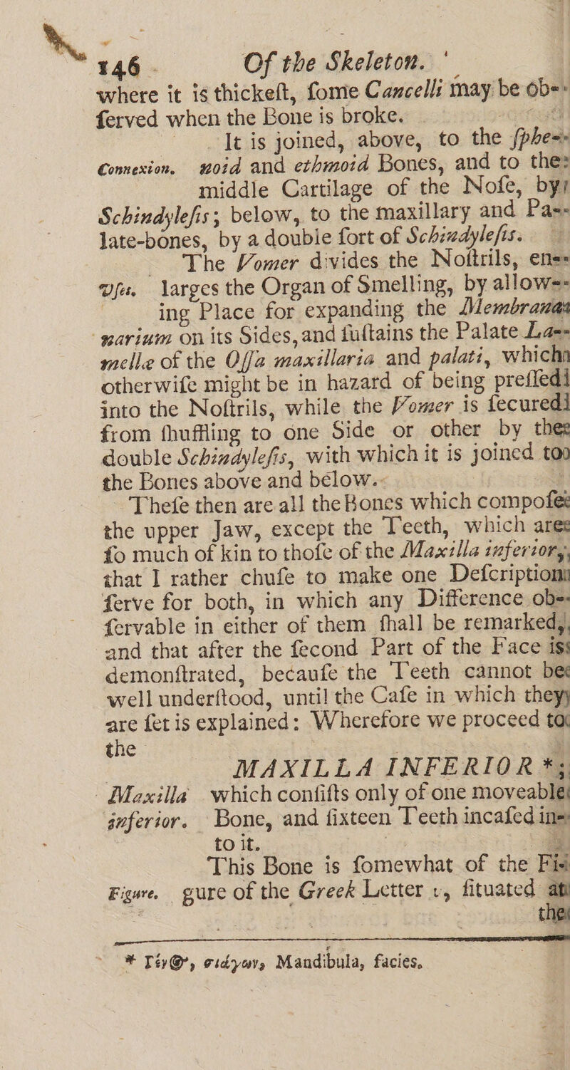 where it is thickeft, fome Cancels may be ob= ferved when the Bone is broke. es | It is joined, above, to the (phe= Connexion, noid and ethmoid Bones, and to thes middle Cartilage of the Nofe, byy Schindylefis, below, to the maxillary and Pa-- late-bones, by a doubie fort of Schizdylefis. The Vomer divides the Nottrils, ens: wt. arges the Organ of Smelling, by allows | ing Place for expanding the Membravas melle of the Offa maxillaria and palati, whichn otherwife might be in hazard of being prefled! into the Noftrils, while the omer is fecured] from fhuffling to one Side or other by thee double Schiadylefis, with which it is joined tov the Bones above and below... | Thefe then areal] the Bones which compofes the upper Jaw, except the Teeth, which ares fo much of kin to thofe of the Maxzlla inferiory, that 1 rather chufe to make one Defcriptioms ferve for both, in which any Difference ob= fervable in either of them fhall be remarked,, and that after the fecond Part of the Face is: demonftrated, becaufe the Teeth cannot bee well underftood, until the Cafe in which theyy are fet is explained: Wherefore we proceed tar the 3 — MAXILLA INFERIOR *; joferior. Bone, and fixteen Teeth incafed ins to it. ee ‘ a This Bone is fomewhat of the Fis Figere. gure of the Greek Letter 1, fituated af . | 3 they * Tey@, ordyors Mandibula, facies.