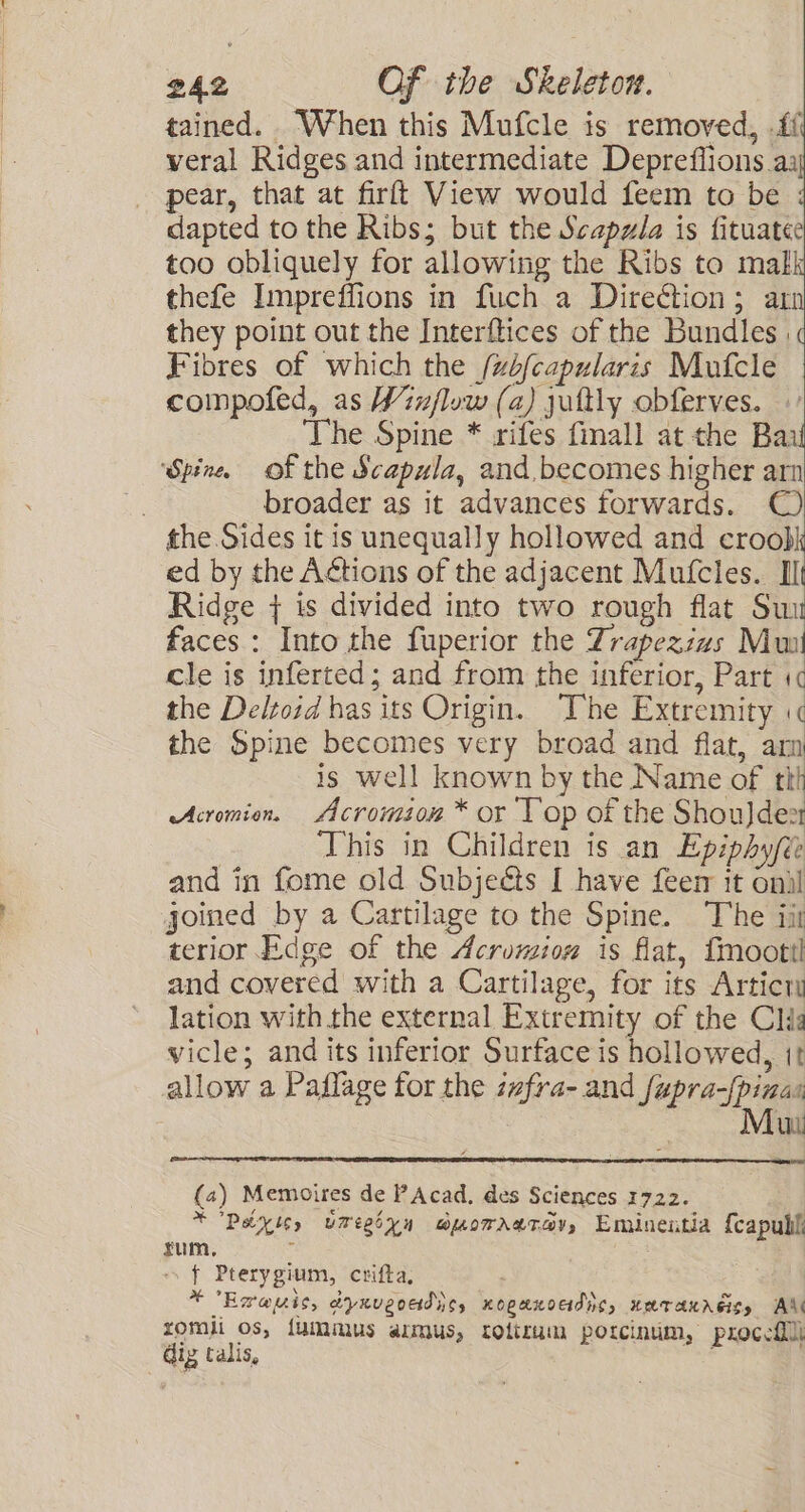 tained. When this Mufcle is removed, -ff veral Ridges and intermediate Depreflions a: pear, that at firft View would feem to be dapted to the Ribs; but the Scapa is fituate too obliquely for allowing the Ribs to mak thefe Impreffions in fuch a Direction; an they point out the Interftices of the Bundles | Fibres of which the /ubfcapularis Mufcle compofed, as Winflow (a) juftly obferves. The Spine * rifes finall at the Bau Spine, of the Scapula, and becomes higher arn : broader as it advances forwards. © the Sides it is unequally hollowed and croobk ed by the Actions of the adjacent Mufcles. Ilt Ridge + is divided into two rough flat Sun faces : Into the fuperior the Trapezias Mui cle is inferted; and from the inferior, Part 1 the Deltoid has its Origin. The Extremity the Spine becomes very broad and flat, arm is well known by the Name of th Acromion. Acromion * or Yop of the Shoujdex This in Children is an Epiphy/é and in fome old Subjects [ have {eer it onil joined by a Cartilage to the Spine. The iir terior Edge of the Acrumiou is flat, {moot and covered with a Cartilage, for its Artict lation with the external Extremity of the Clia vicle; and its inferior Surface is hollowed, it allow a Paflage for the izfra- and fupra-[pinas Mui (4) Memoires de PAcad. des Sciences 1722. *Paixle, umegsyn amorratav, Eminentia {capubl: yum, + f Pterygium, crifta, *Erauis, dynveoadiic, nopaxoadnc, umraureity AX romli os, {ummus almus, rotizum porcinum, procefll dig talis, :