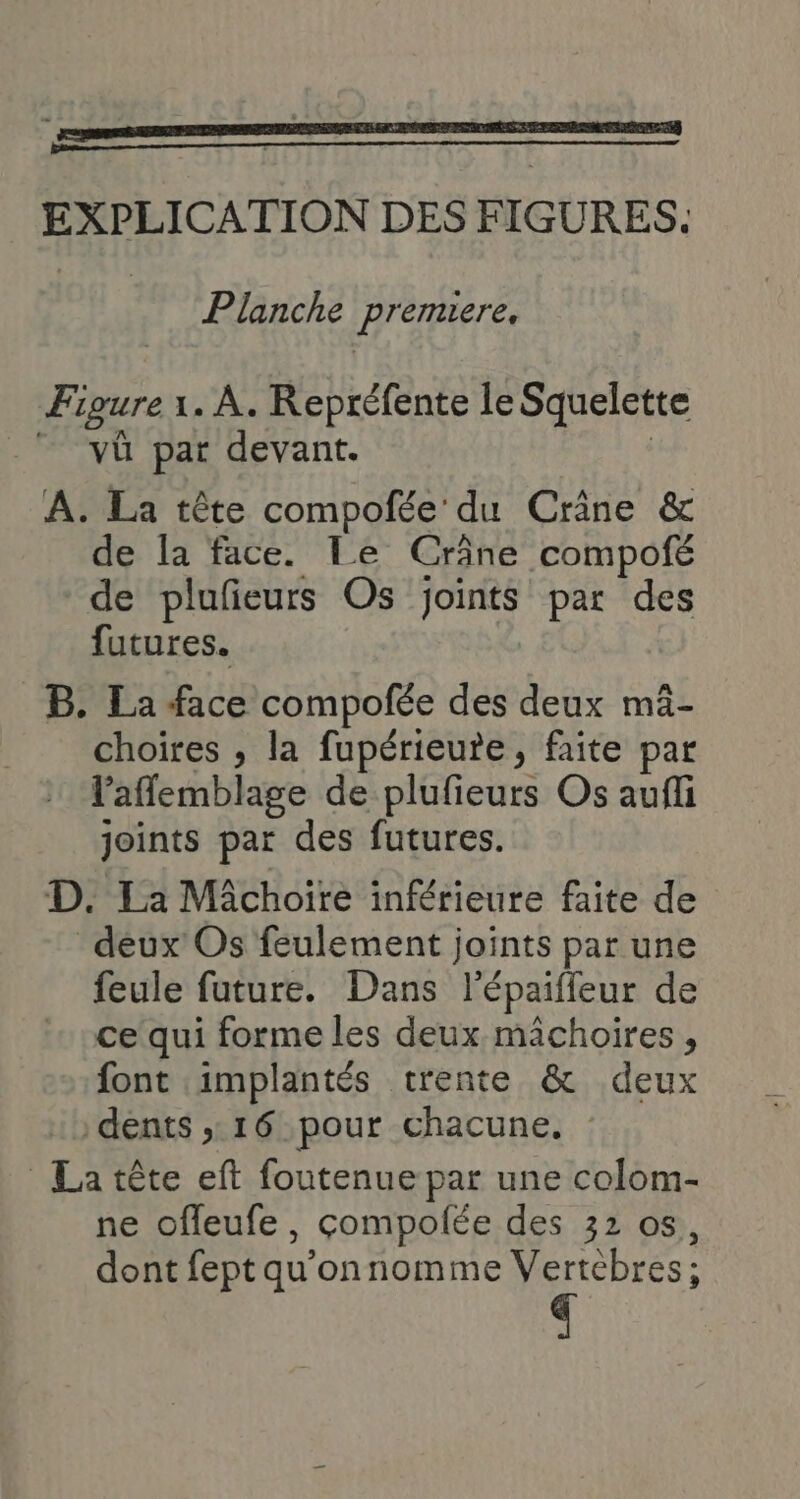 EXPLICATION DES FIGURES. og Planche premiere, Figure 1. À. Repréfente le Squelette - vû par devant. | A. La tête compofée du Crine &amp; de la face. Le Crâne compofé de plufieurs Os joints par des futures. B. La face compofée des deux mûâ- choires , la fupérieure, faite par l’aflemblage de plufieurs Os aufli joints par des futures. D. La Michoire inférieure faite de deux Os feulement joints par une feule future. Dans l'épaiffeur de ce qui forme les deux mâchoires , font implantés trente &amp; deux :) dents 16 pour chacune. : La tête eft foutenue par une colom- ne offeufe , compolée des 32 os, dont fept qu'onnomme Vertebres;