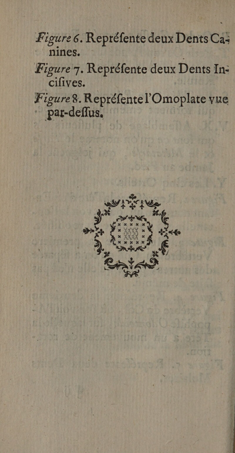 Figure 6. Repréfente deux Dents Ca: nines. AE | Figure 7. Repréfente deux Dents In: cifives. Figure8. Repréfentel'Omoplate vue par-deflus. X XX X #