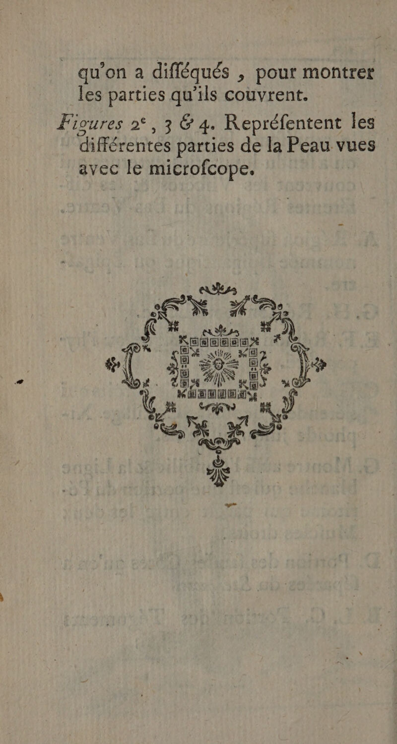 qu’on a difléqués , pour montrer les parties qu’ils couvrent. Figures 2°, 3 &amp; 4. Repréfentent les différentes parties de la Peau vues avec le microfcope. Fou 174 ref #2) | ra re ie nn .- CR 6 rec