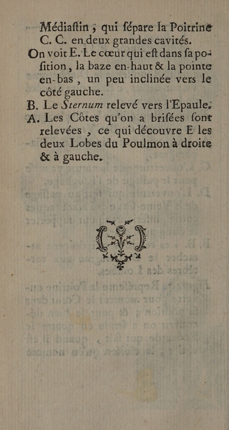 Médiaftin ; qui fépare [a Poitrine C. C. endeux grandes cavités. On voit E.' Le cœur qui eft dans fa po: fition, la baze en-haut & la pointe en-bas , un peu inclinée vers le côté gauche. | B. Le Srernum relevé vers l’'Epaule: A. Les Côtes qu’on a brifées font relevées , ce qui découvre E les -’ deux Lobes du Poulmon à droite & à gauche.