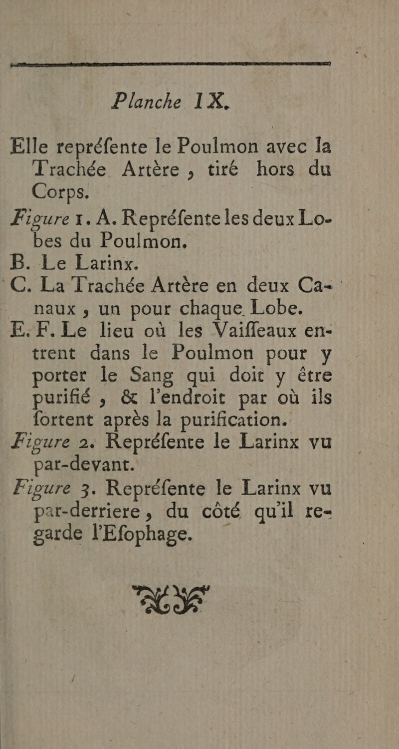 Elle repréfente le Poulmon avec la Trachée Artère , tiré hors du Corps. Figure I. À. Repréfente les deux Lo- bes du Pouimon, B. Le Earinx. C. La Trachée Artère en deux Ca- _ naux, un pour chaque Lobe. E.F. Le lieu où les Vaiffeaux en- trent dans le Pouilmon pour y porter le Sang qui doit y être purifié ,; & l'endroit par où ils fortent après la purification. Fioure 2. KRepréfence le Larinx vu par-devant. Figure 3. Repréfente le Larinx vu par-derriere , du côté qu'il re- garde l'Efophage. LT