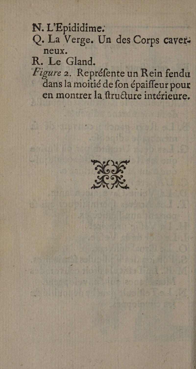 N. L'Epididime. Q. La Verge. Un des Corps caver< neux. R. Le Gland. Figure 2. Repréfente un Reïn fendu dans la moitié de fon épaiffeur pour en montrer la ftru@ture intérieure.