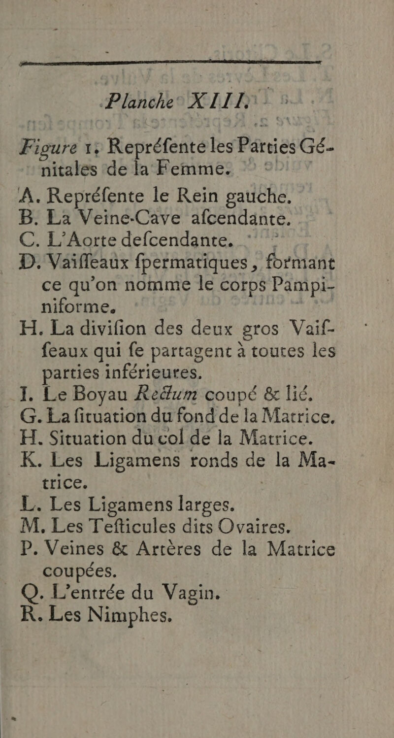 Phhohko LIT 5 Figure 1; Repréfenté les Parties Gé. nitalés de la Femme. °° 7 À. Repréfente le Rein gauche. B. La Veine-Cave afcendänte, C. L’Aorte defcendante. : D. Vaifleaux fpermatiques , formant ce qu’on nomme le corps Pampi- niforme. | H. La divifion des deux gros Vaif- feaux qui fe partagent à toutes les parties inférieures. I. Le Boyau Reë&amp;um coupé &amp; lié, G. La ficuation du fond de la Matrice, H. Situation du col de la Matrice. K. Les Ligamens ronds de la Ma- trice. L. Les Ligamens larges. M. Les Tefticules dits Ovaires. P. Veines &amp; Artères de la Matrice coupées. _ Q. L'entrée du Vagin. K. Les Nimphes.