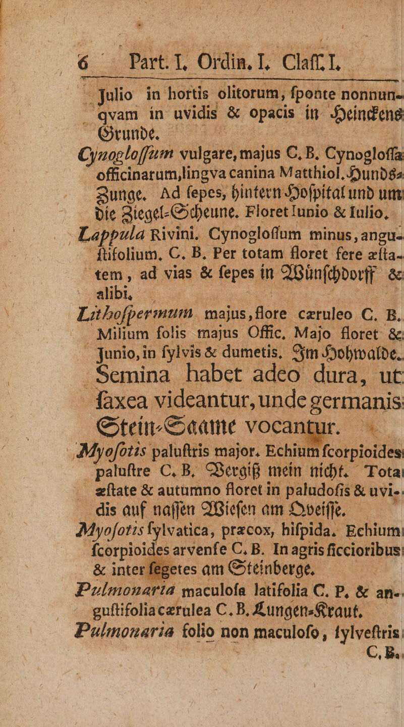 julio in hortis olitorum, fponte nonnun- . qvam in uvidis &amp; opacis ín. eindeng Quitbe, - o3 noo duum. Cyaaploffam vulgare, majus C, B. Cynogloffa officinarum,lingva canina Matthiol, £)unb$a 3unge. Ad (epes, bintecn Jyofpitat unb um bie Bieget-Codbeune. Floret Iunio &amp; Iulio, - Lappula Rivini. Cynogloffum minus, angu- - füfolium, C. B. Per totam floret fere zíla- tem, ad vias &amp; fepes ín C'Günfd)bor(f &amp;c EL. WW na cu S x Libofpermum majus,flore czruleo C. B. Miljum folis majus Offic, Majo floret &amp; | junio, in fylvis &amp; dumetis, 9m Jyobroafbe. . Semina habet adeo dura, ut - dàxea videantur, unde germanis Cei Came vocantur. | AMyofótis paluftris major. Echium fcorpioides: paluftre C, B, CBergig mein nídbt. Tota . late &amp; autumno floret in paludofis &amp; uvis dis auf naffen 2fGie(en am Cbeiffe. — AMyofotis fylvatica, pracox, bifpida. Echium. fcorpioides arvenfe C, B. In agris ficcioribus &amp; inter fegetes am Coteinberge, Pulmonaria maculofa latifolia C. P, &amp; an-- guftifoliacerulea C. B, Zungensgaut, — Pulmonaria folio non maculofo , tylveftris Lai C, E.