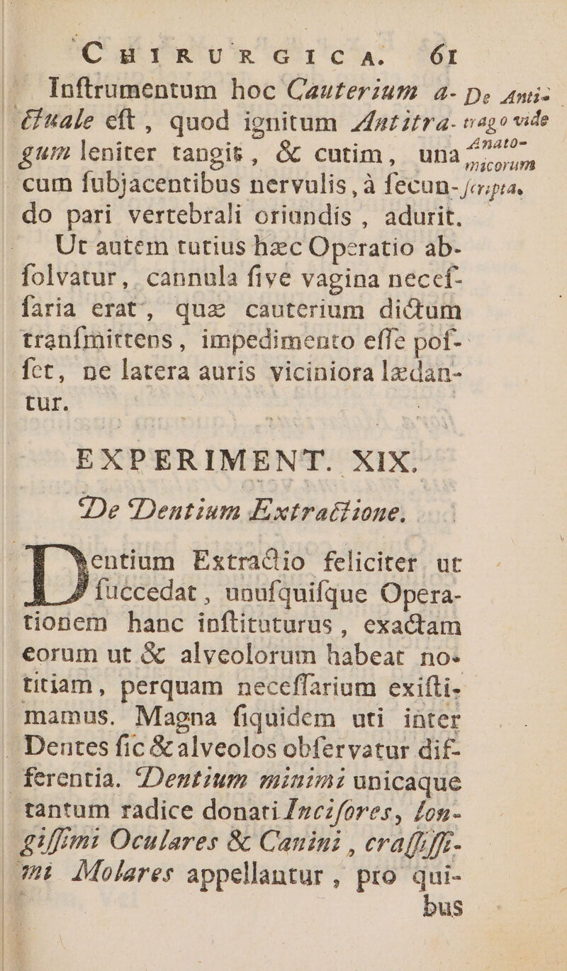 | Cai Wo wm Gic. I hi Inftrumentum hoc Cau£erzum 4- pe ani-- €f&amp;ale eft, quod ignitum zfazztra- ngo vide | gw leniter tangi&amp;, &amp; cutim, una7777. . cum fubjacentibus nervulis, à fecun- ja; do pari vertebrali oriandis , adurit. Ut autem tutius hzec Operatio ab- folvatur,. cannula five vagina neccf- faria erat, qua cauterium dictum tranfmittens, impedimento effe pof-- Íct, ne latera auris viciniora lzdan- tur. | EXPER IMENT. XIX. . *De *Destium Extratdione. hentium Extradio feliciter. ut A 7 fuccedat , unufquifque Opera- tionem hanc inflitaturus, exactam eorum ut &amp; alveolorum habeat no. titiam, perquam neceffarium exifti. mamus. Magna fiquidem uti inter . Dentes fic &amp; alveolos obfervatur dif- ferentia. Dentium minimi unicaque tantum radice donati /zezfores, Zon- 4m Oculares &amp; Canini , crafkffz- m: dMolares appellantur , pro qui- | bus