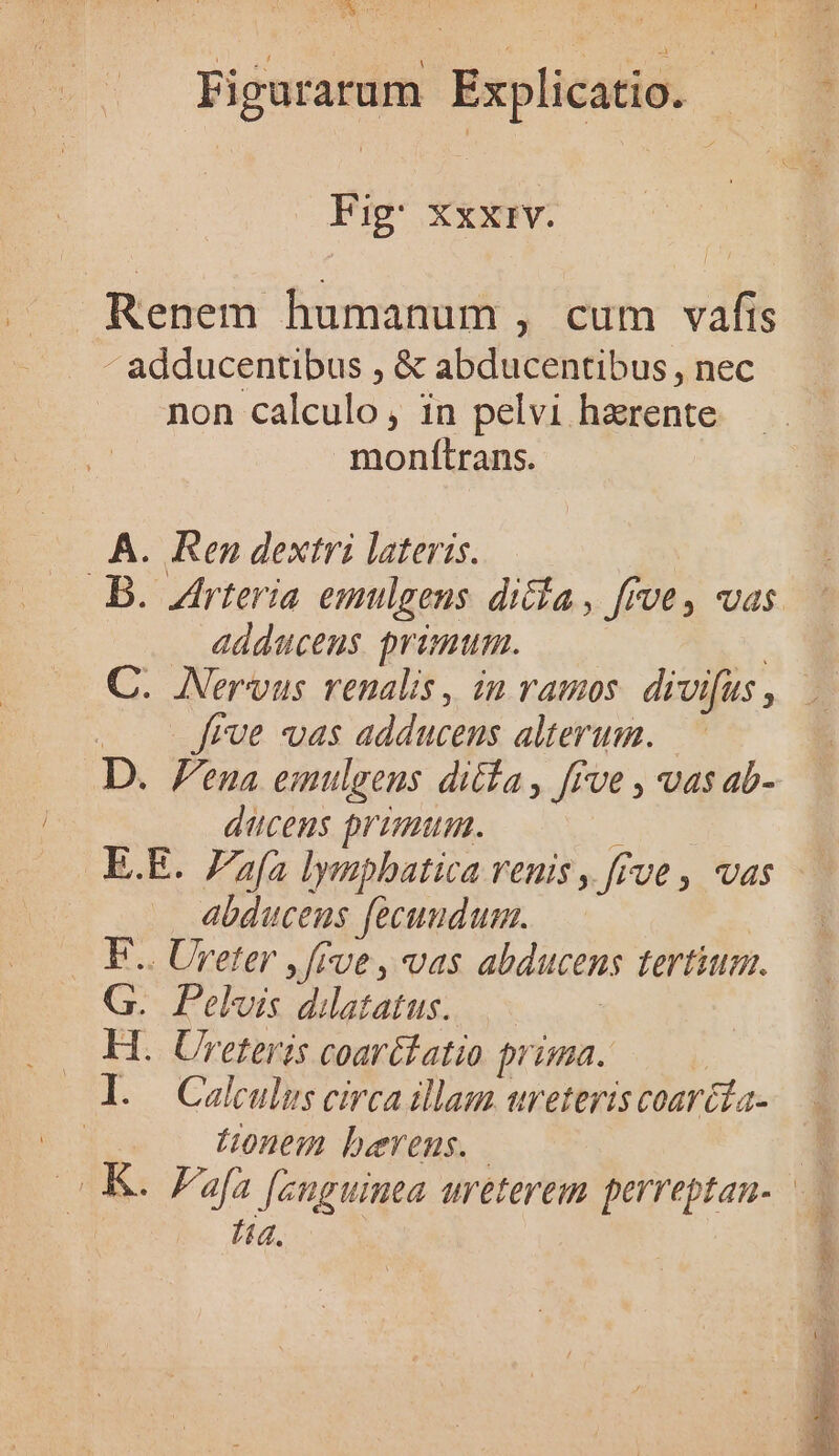 TNCS HUM Figurarum Explicatio. Fig: xxxtv. Renem humanum, cum vafis - adducentibus , &amp; abducentibus, nec non calculo, in pelvi harente monítrans. A. Ren dextri lateris. adducens. primum. | C. Nervus renalis, in vamos. divifus , . frue vas adducens alterum. D. Fena emulgeus ditta, ffve , vas ab- ducens primum. JA .E.E. Zafa lympbatica renis , fue , vas abducens fecundum. | — FL. Ureter y [fue , vas abducens tertium. G. Pelvis dilatatus. — H. Ureteris coarédatio prima. ——. l. Calculus circa illam ureterts coarcda- tonem berens. fd.