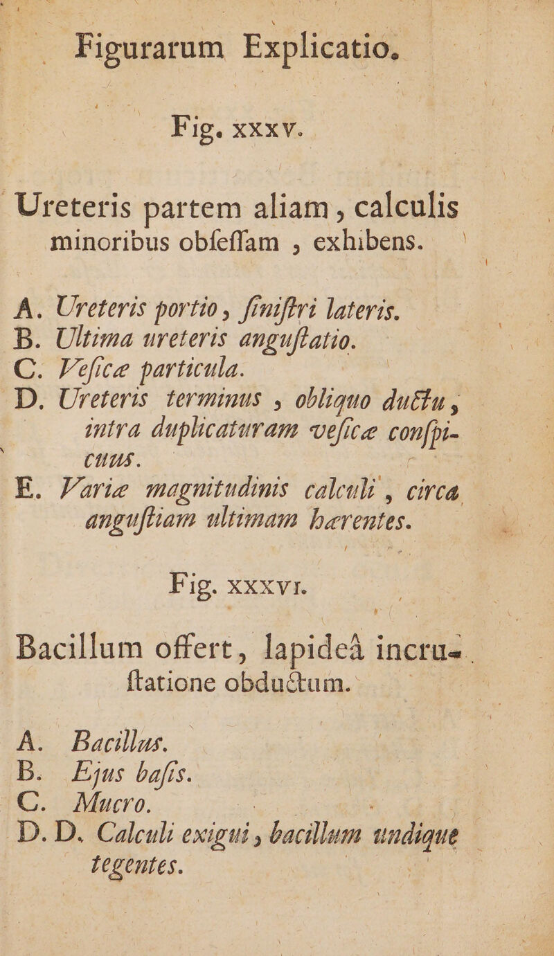 Fig. xxxv. Ureteris partem aliam, calculis minoribus obfeffam , exhibens. —— A. Ureteris portio , frmiffri lateris. B. Ultima ureteris anguflatio. C. Fefice particula. D. Ureteris terminus , obliquo du£&amp;tu , intra duplicaturam «efie con[pi- — CHE. — : E. Farie magmitudimis calculi , circa. angufham ultimam berentes. N Fig. xxxvi. Bacillum offert, lapideà incru- | ftatione obdu&amp;tum. | A. Bacillus. D. Ejus bafis. C. Muro. .D. D. Calculi exigui ; bacillum uudique | LCgentes. jn P