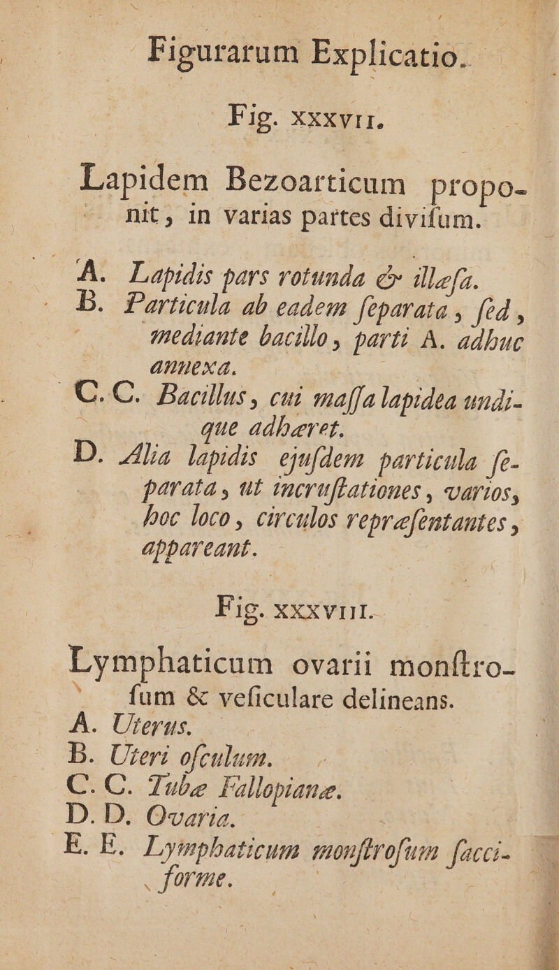 Fig. xxxvii. Lapidem Bezoarticum propo- — Ait, in varias partes divifum. A. Lapidis pars votunda c illa. B. Particula ab eadem feparata , fed , JRediante bacillo, parti A. adbuc CU amexa. E €. C. Bacillus , cui ma(fa lapidea undi- 3 que adberet. D. J4lia lapidis ejufdem particula fe parata , ut sacru[Latioues , varios, hoc loco, circulos reprefentantes , appareant. Fig. XXXVIII. Lymphaticum ovarii monfítro- ^ . fum &amp; veficulare delineans. A. Uterus. | B. Uteri ofculum. |— C. C. Zube Fallopiamue. D. D. Ovaria.- | JEÉOE, yiri pmouftrofum facci-