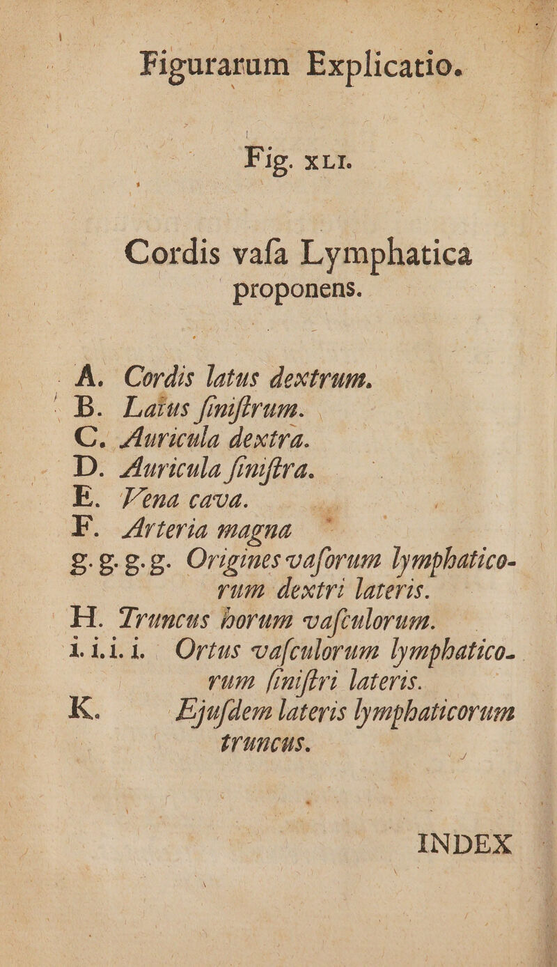 Fig. xr1. Cordis vafa Lymphatica proponens. - A... Cordis latus dextrum. . B. Laius feniftrum. Eo: Auraiula dextra. D. ZAuricula frniffra. E. Jena cava. F. rteria magna ^ g.g.g.g. Origines vod lymphatico- rum dextri lateris. H. Jrumcus borum va[culorum. rum [mifiri lateris. K. AEjufdem lateris lymphbaticorum | £runcas. P INDEX