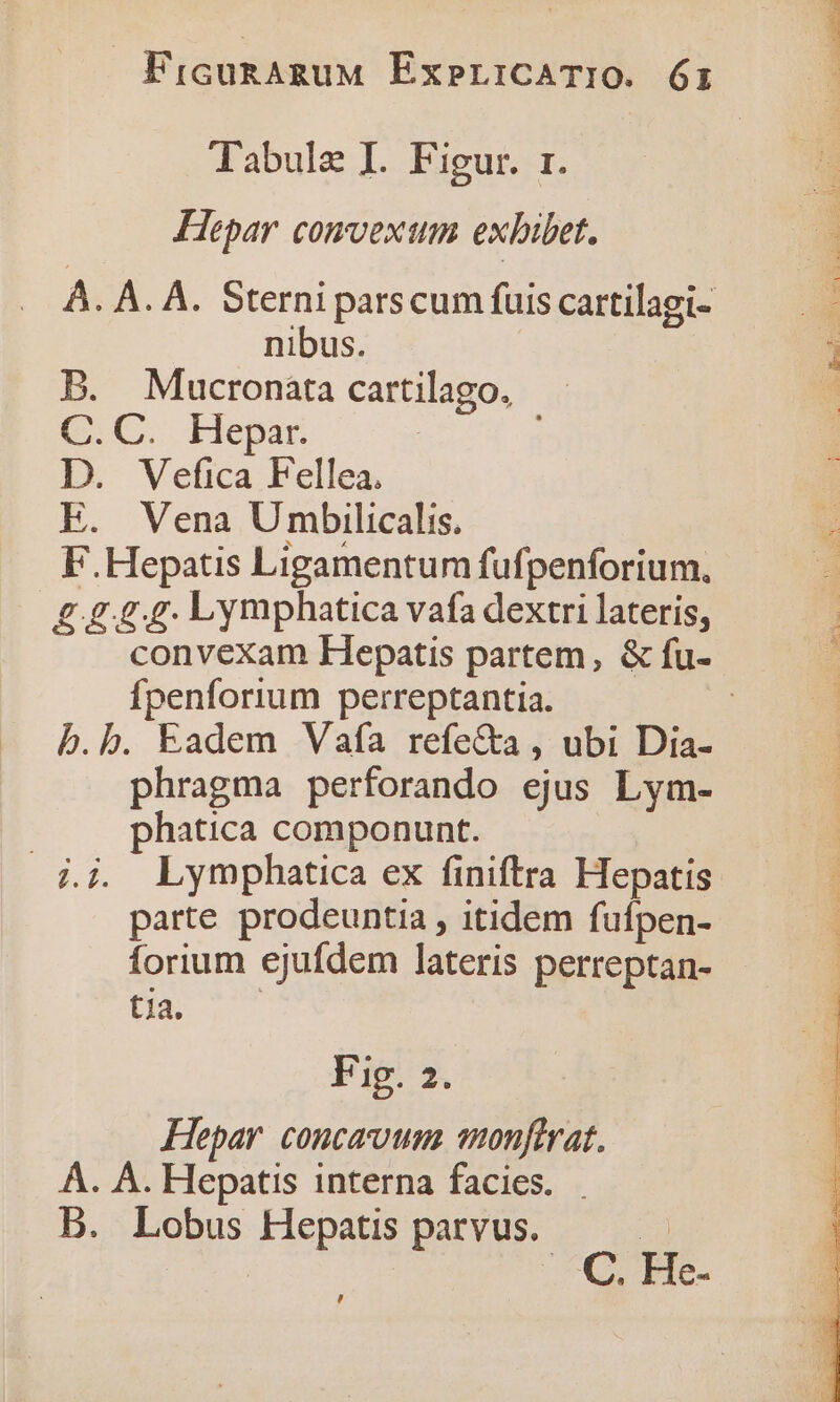 FicunaguM Ex»pL:CATIO. Óz Tabulz I. Figur. r. Hepar convexum exbibet. A. A. A. Sterni parscum fuis cartilagi- nibus. B. Moucronata cartilago, C.C. Hepar. D. Vefica Fellea. E. Vena Umbilicalis. F.Hepatis Ligamentum fufpenforium., £444. Lymphatica vafa dextri lateris, convexam Hepatis partem, &amp; fu- fpenforium perreptantia. | b.b. Eadem Vafa refecta , ubi Dia- phragma perforando ejus Lym- | phatica componunt. j.j. Lymphatica ex finiftra Hepatis parte prodeuntia , itidem fufpen- forium ejufdem lateris perreptan- 1a. Fig x Hepar concavum amonftrat. Á. A. Hepatis interna facies. B. Lobus Hepatis parvus. cd VQ PIE- ,