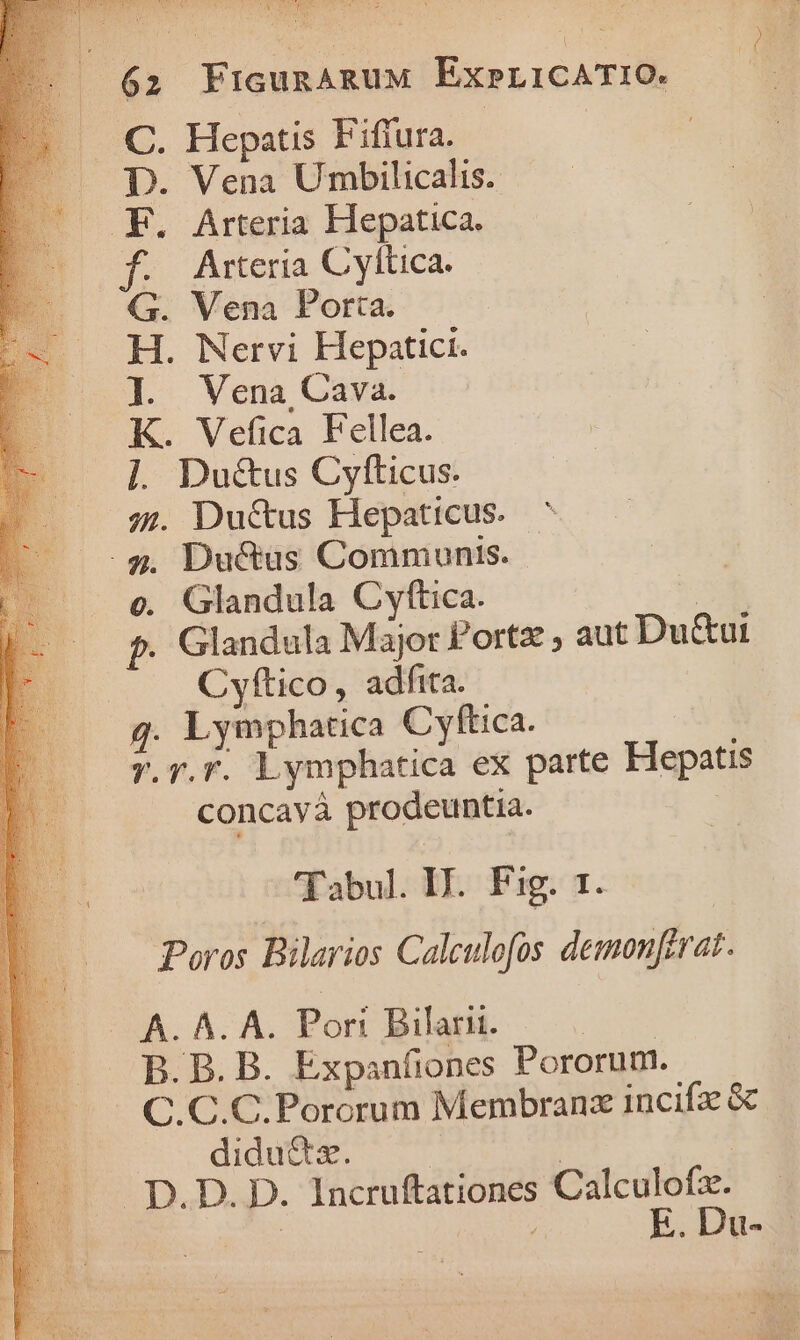 — 62 FicunaRuM ExpLICATIO. C. Hepatis Fiflura. D. Vena Umbilicalis. .F. Arteria Hepatica. f. Arteria Cyftica. G. Vena Porta. H. Nervi Hepatici. l1. Vena Cava. K. Vefica Fellea. ]. Du&amp;us Cyfticus. 74. Du&amp;us Hepaticus.. ^ .g. Ductus Communis. e. Glandula Cyftica. | $. Glandula Major P'ortz ; aut Du&amp;ut Cyftico, adfita. g. Lymphatica Cyftica. r.r.T. Lymphatica ex parte Hepatis concayà prodeuntia. 'Tabul. DJ. Fig. 1. Poros Bilarios Calculofos demonferat. -— A. A. A. Pori Bilarii. dod B.B. B. Expanfiones Pororum. .— C.C.C.Pororum Membranz incifz &amp; didu&amp;a. | | D.D. D. Incruftationes Calculofz. E. Du- -