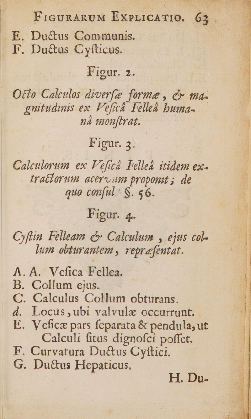 ; | FicunanuM ExpnicATIO. 63 F. Du&amp;us Cyftücus. Figur. 2. Ocfo Calceulos drverfe forme , c ma- guitudimis ex. Veficá. Felle&amp; buma- | na monfirat. Figür. 3; Calculorum ex Veficá Fellea itidem ex- tracforum acer am proponit ; de. quo conful: S. s6. Figur. 4. lum obturantem , reprafentat. A. A. Vefica Fellea. B. Collum ejus. C. Calculus Collum obturans. d. Locus,ubi valvulx occurrunt. E. Veficz pars feparata &amp; pendula, ut Calculi fitus dignofci poffet. F. Curvatura Ductus Cyftici. G. Du&amp;us Hepaticus. | | | H. Du-