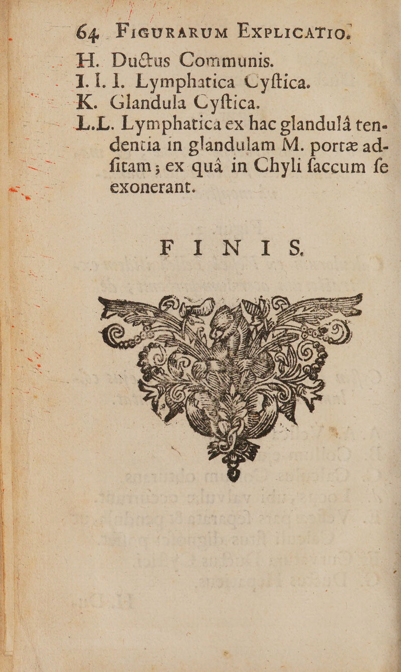 D 331 : ^ ] ! : IPTE D ? 64. FicunARUM Ex»PriCATIO, T . .: H. Du&amp;us Communis. Leste yt 2 TON . X. I. 1. Lymphatica Cyftica. M Glandula Cyftica. - LL. Lymphatica ex hac glandulá ten- - 7 dentia in glandulam M. porta ad- 2 fitam ; ex quà in Chyli faccum fe E exonerant. DINMIS EM 2c