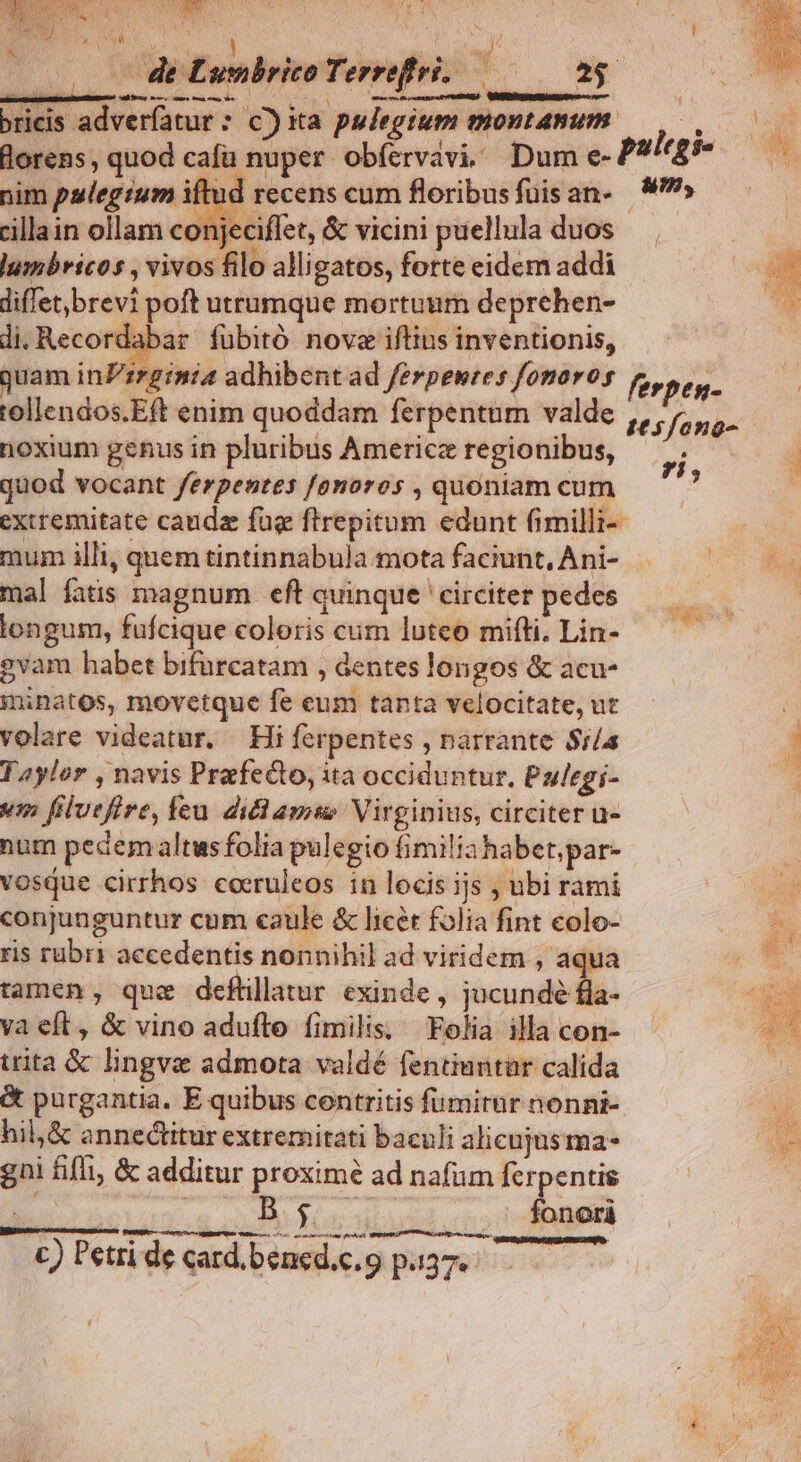 MR: «i | idumirito Terrefrt.- 0 ioa —— brieis adverfatur : c) ita pulegium montanum. mu lorens, quod cafu nuper obíervavi. Dume-P$^ — ^ nim palegium iftud recens cum floribusfuisan- 9 illain ollam conjeciffet, & vicini puellula duos lusibricos , vivos filo alligatos, forte eidem addi diffet,brevi poft utramque mortuum deprehen- ? di, Recordabar fübitó nove iftius inventionis, | quam inP'zrginia adhibent ad ferpewres fonoroy ferpen- tollendos.Eft enim quoddam ferpentum valde d : I eo qo Psfong- noxium genus in pluribus Americz regionibus, ; : quod vocant ferpentes /onoros , quoniam cum : extremitate caudz fug ftrepitum edunt fimilli- | mum illi; quemtintinnabulamotafaciunt,Ani- — ^. mal fatis magnum eft quinque circiter pedes —. E ^ longum, fufcique coloris cum luteo mifti. Lin- gvam habet bifurcatam , dentes longos & acu- ininatos, movetque fe eum tanta velocitate, ut ' volare videatur. Hi ferpentes Parrante Sra 1 Taylor , navis Prafecto, ita occiduntur, Pulsgi- vm filvefire, feu. dit ame Virginius, circiter u- num pedem altusfolia pulegio fimiliahabet;par- vosque cirrhos cceruleos in locis ijs ; ubi rami conjunguntur cum caule & licét folia fint colo- ris rübri accedentis nonnihil ad viridem , aqua T tamen, que deftillatur exinde, jucundé fla- E va eft, & vino adufle fimilis; Folia illacon- a 1 trita & lingve admota valdé fentimntür calida b & purgantia. E quibus centritis fumirar nonni- di hil,& annectitur extremitati baculi alicujusma* m gni fli, & additur proximé ad nafüm ferpentis —— uu | A EA fonorà COBRUR RESI AV IBUREI AAQND