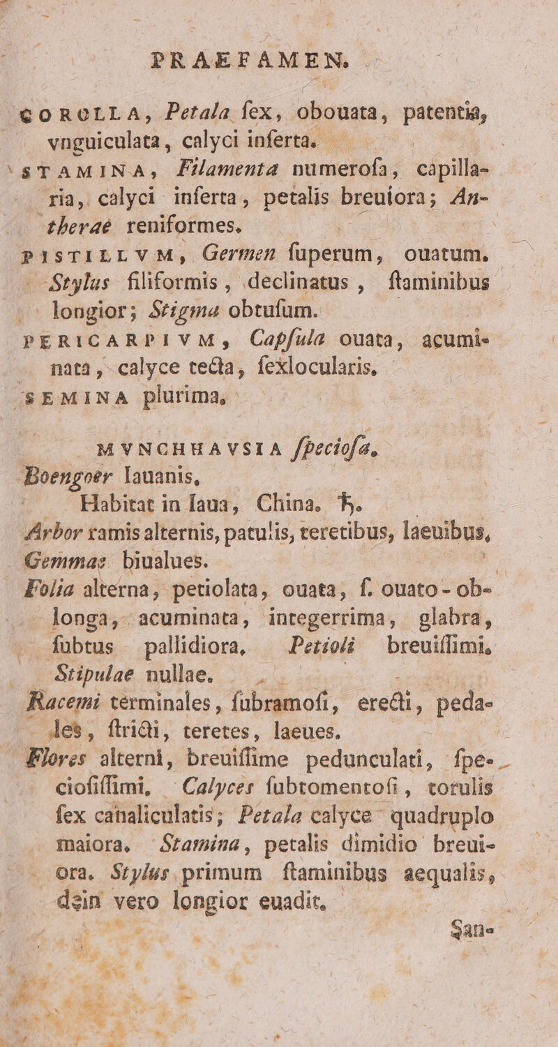 COROLLA, Petala fex, obouna, jor d vüpuiculatà. calyci inferta. - STAMINA, Filamenta Mns i eápillae ria, calyci inferta, petalis breutora ; An- -thberaé. reniformes, PISTILLVM, Germen MOS , ouatum. - Stylus fiiptits , declinatus , ftaminibus longior; Stigma obtufum. : P ERICAR PIVM; Capfula ouata, acumi« —. matà, calyce tecta, fexlocularis, SEMINA plurima, M VNOHWAVSLA fprriffa, Boengoer lauanis, Habitat in aua, China. b. Arbor ramis alternis, patulis, teretibus, laeuibus, Gemma. biualues. d Folia alterna, petiolata, ouata, f. ouato- ob- longa, acuminata, integerrima, glabra, fubtus pallidiora, ^ Petioi breuiílimi, | Stipulae nulae. |... Racemi terminales, fubramofi, AU e peda- . Jes, ftridi, teretes, laeues. dores alterni, breuiffime pedunculati, fpe- ciofiffimi, ^ Ca/ycer fubtomento(i, torulis fex cahaliculatis; Petala calyce- quadruplo maiora, Sramina, petalis dimidio breui- — - Ora, Stylés primum ftaminibus aequalis, dein v vero longior euadit, - | : bu dro | SA-