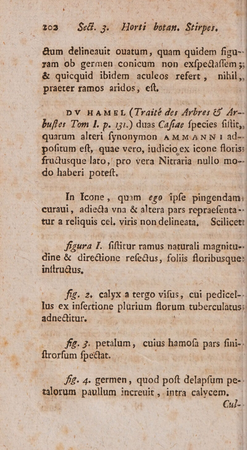 &amp;um delineauit ouatum, quam quidem figu--| ram ob germen conicum non exfpedaffem ; 5 &amp; quicquid ibidem aculeos refert, nibil, praeter ramos aridos, efl, DY HAMEL (Traité der Arbres 6j. Ar-- Bufles Tom 1. p. 151.) duas Cafiae fpecies fiflit,, quarum alteri fynonymon AM M. AN N 1 ad--. pofitum eft, quae vero, iudicio ex icone floris: frudusque lato,' pro vera Nitraria nullo mo-- do haberi poteft. In Icone, quam ego ipfe pingendam: curaui, adiedia vna &amp; altera pars repraefepta -- tur a reliquis cel. viris nondelineata, — Scilicet: figura I. fifticur ramus naturali magnitu. dine &amp; diredione refedus, foliis floribusque* inilru&amp;us, | | fig. z. calyx a tergo vifus, cui pedicel-. lus ex infertione plürium florum tuberculatus;: adnectitur. | — fü. 7. petalum, cuius hamofa pars finis. ftrorfum fpectat. ffe. 4. germen , quod poft delapfüm pe-: talorum paullum increuit , intra calycem. Cul-.