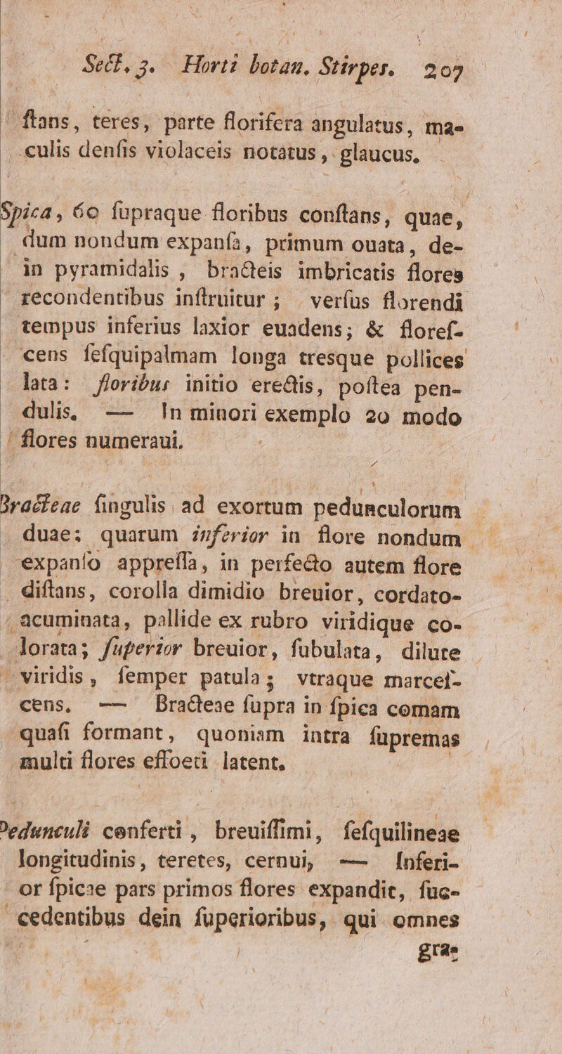 / ftans, teres, parte florifera angulatus, mae . culis denfis violaceis notatus , glaucus, Spica , 6e fupraque floribus conftans, quae, . dum nondum expanía, primum ouata, de- | àn pyramidalis , bra&amp;teis imbricatis flores recondentibus inflruitur ; . verfus florendi tempus inferius laxior euadens; &amp; floref- - «ens fefquipalmam longa tresque pollices lta: floribus initio ere&amp;is, poftea pen- uli; —- In minori exemplo 20 modo ' flores numeraui, i Jradfeae fingulis ad exortum pedumculorum . . duae; quarum zzfzrigr in flore nondum - | *expanío appreífa, in perfecto autem flore . diftans, corolla dimidio breuior, cordato- acuminata, pallide ex rubro viridique co- lorata; fuperior breuior, fübulata, dilute -. viridis , femper patula; vtraque marcel- cens, -—— Dradese fupra in fpica comam quafi formant, quoniam intra füpremas multi flores effoeti latent. ; 'edunculi cenferti , breuiffimi, fefquilineae longitudinis, teretes, cernui, -— [nferi- or fpic:e pars primos flores expandit, füc- Cedentibus dein fuperioribus, qui omnes 4 Jodi: | gras
