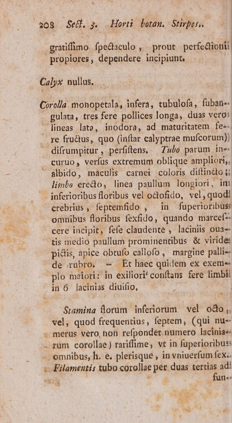 $ gratiffimo. fpe&amp;aculo , prout perfectionti propiores, dependere incipiunt, : gulata, tres fere pollices longa, duas vero lineas lata, inodora, ad maturitatem fes re fructus, quo (inflar calyptrae mufcorum)) curuo, verfus extremum oblique ampliori, albido, tnaculis carnet coloris diftinto ;; limbs eredo, linea paullum longiori, im crebrius, feptemfido , . in fupertoribuss omnibus floribus fexfido, quando marcef-- cere incipit, fefe claudente , laciniis ouae tis medio paullum prominentibus &amp; viride: pictis, apice obtufo callofo, margine palli- de rubro, - Et haec quidem ex exeme« plo maiori: in exiliori conftans fere limbii in 6 lacinias diuifio, 3 Stamina Üdorum inferiorum vel. odo, vel, quod frequentius, feptem, (qui nu- Filameitis tubo corollae per duas tertias ad! m i fun. ^