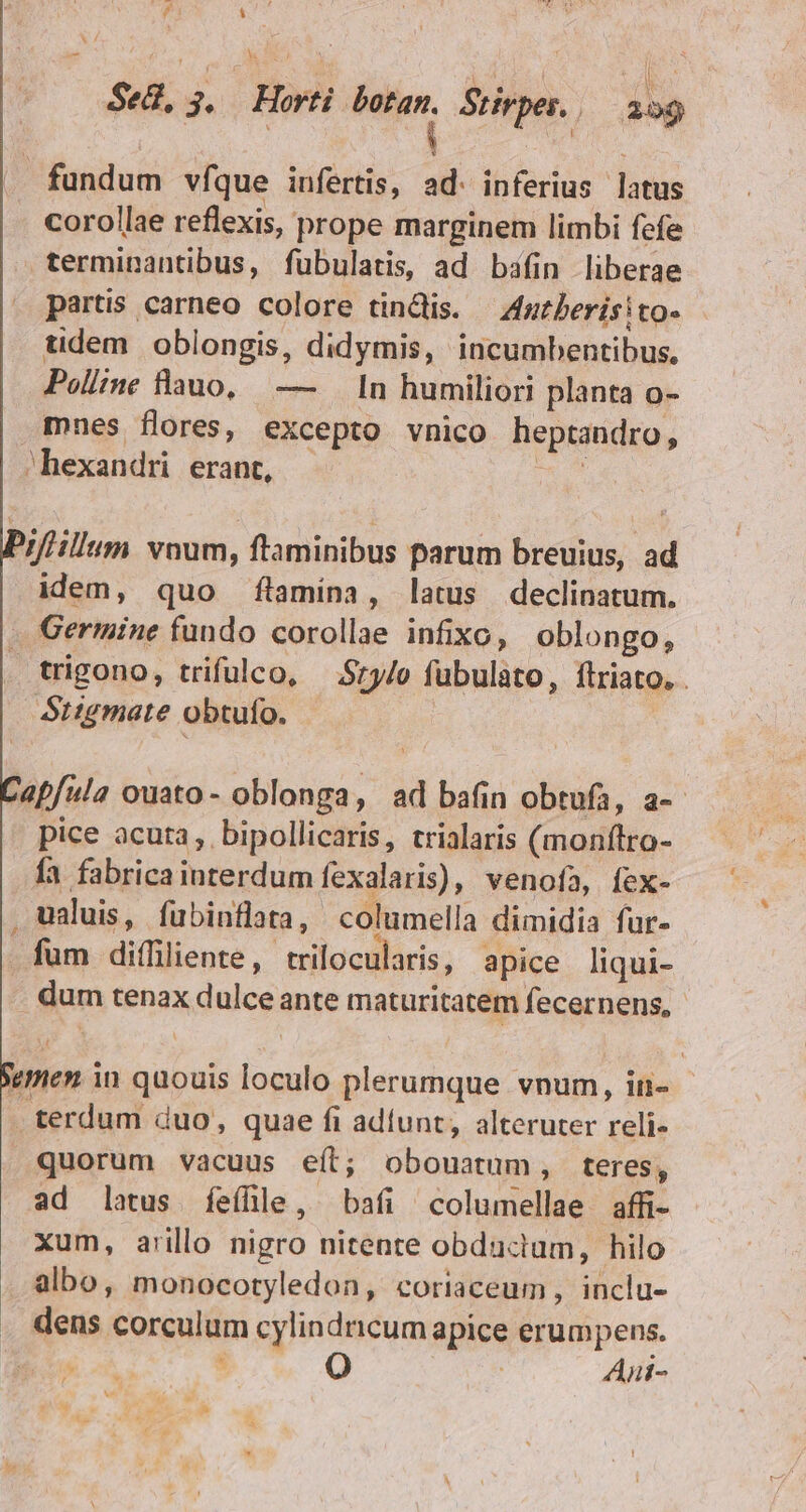 d £^ ! E |^ Sed, j. Horti — Stirpes. | ag fundum víque iufertis, ad: inferius latus corollae reflexis, prope marginem limbi fefe terminantibus, fubulatis, ad bifin liberae partis carneo colore tindlis. — Anterisito- tidem oblongis, didymis, incumbentibus, Polline lauo, — n humiliori planta o- mnes flores, excepto vnico heptandro, ^hexandri erant, Na PrfHillum. vnum, ftaminibus parum breuius, ad idem, quo flamina, latus declinatum. Germine fundo corollae infixo, oblongo, trigono, trifulco, $13lo fubulato, ftriato. . Stigmate obtufo. | apfula ouato- oblonga, ad bafin obtufa, a-- pice acuta, bipollicaris, trialaris (monftro- fa fabricainterdum fexalaris), venofa, fex- . ualuis, fubinflata, columella dimidia fur- fum diffiliente, trilocularis, apice liqui- dum tenax dulce ante maturitatem fecernens, umen in quouis loculo plerumque vnum, in- terdum duo, quae fi adíunt, alteruter reli- quorum vacuus eít; obouatum, teres, ad latus feíhle, bafi columellae affi- xum, arillo nigro nitente obdactum, hilo albo, monocotyledon, coriaceum, inclu- dens corculum cylindncum apice erumpens. : : | Ani- 4 * p ow - E »