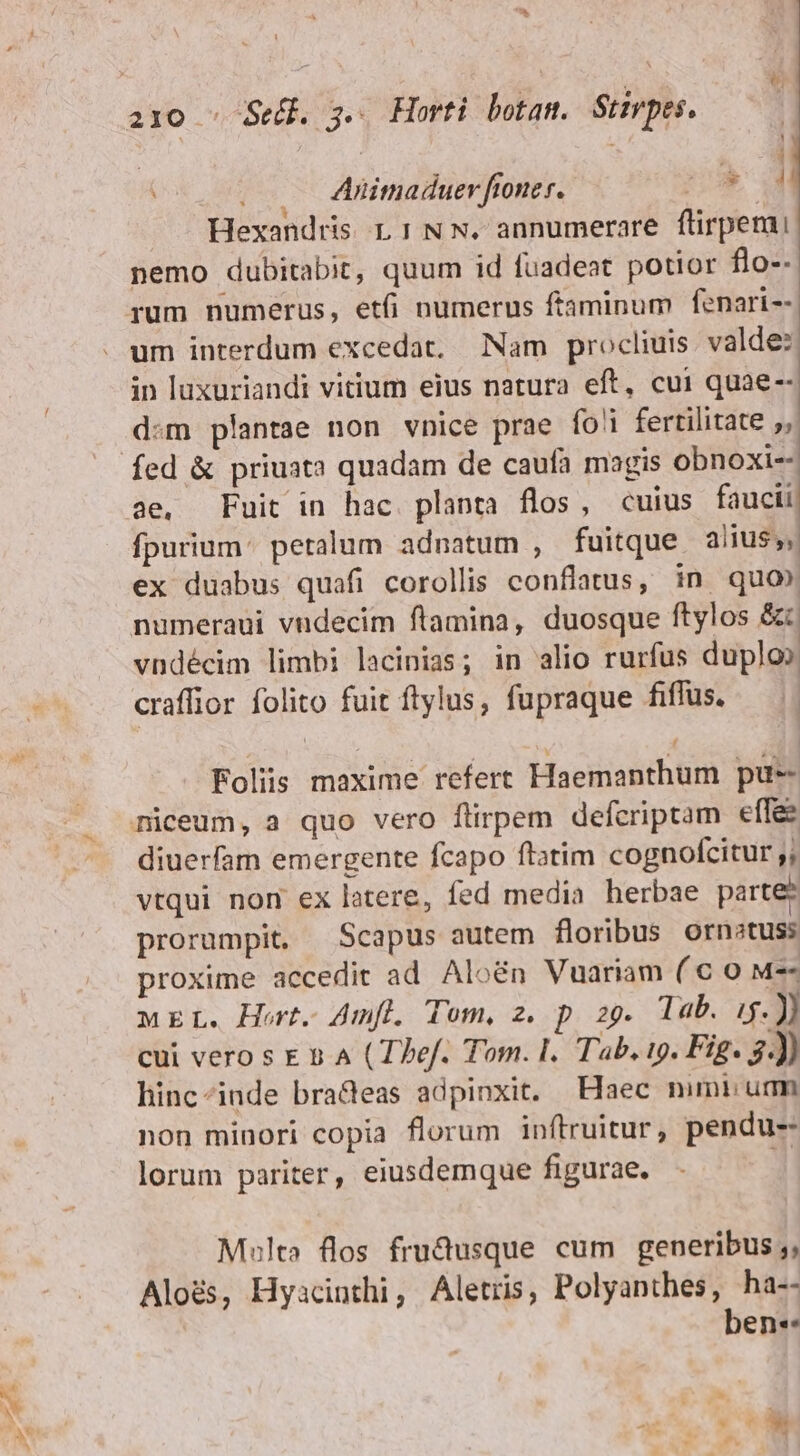 e ds 9 A | A Animaduer ftoner. DA Hexandris 11 NN. annumerare firpemi nemo dubitabit, quum id fuadeat potior flo-- in luxuriandi vitium eius natura eft, cui quae-- d:m plantae non vnice prae fo!i fertilitate j, fed &amp; priuata quadam de caufa magis obnoxi-- ae, Fuit in hac. planta flos, cuius faucii fpurium: peralum adnatum , fuitque alius», ex duabus quafi corollis conflatus, in quo» numeraui vndecim ftamina, duosque ftylos &amp;; vndécim limbi lacinias; in alio rurfus duplo craffior folito fuit ftylus, fupraque fiffüs. — Foliis maxime refert Haemanthum pue diuerfam emergente fcapo ftatim cognofcitur ,; vtqui non ex latere, fed media herbae parte prorumpit, Scapus autem floribus ornstuss proxime accedit ad Aloén Vuariam ( € 0 M-- MEL. Hort. 4mfl. Tom, 2. p zg. Tab. i. ) cui vero s c 5 A (Thef. Tom. I. Tab. i9. Fig. 3.) hinc«inde bradeas adpinxit. Haec mmi um non minori copia florum inftruitur, pendu-- lorum pariter, eiusdemque figurae. 1 Multa. flos frudusque cum generibus ;, Alois, Hyacinthi, Aletris, Polyanthes, ha-- ben. bd i At WES Aic ^ ^