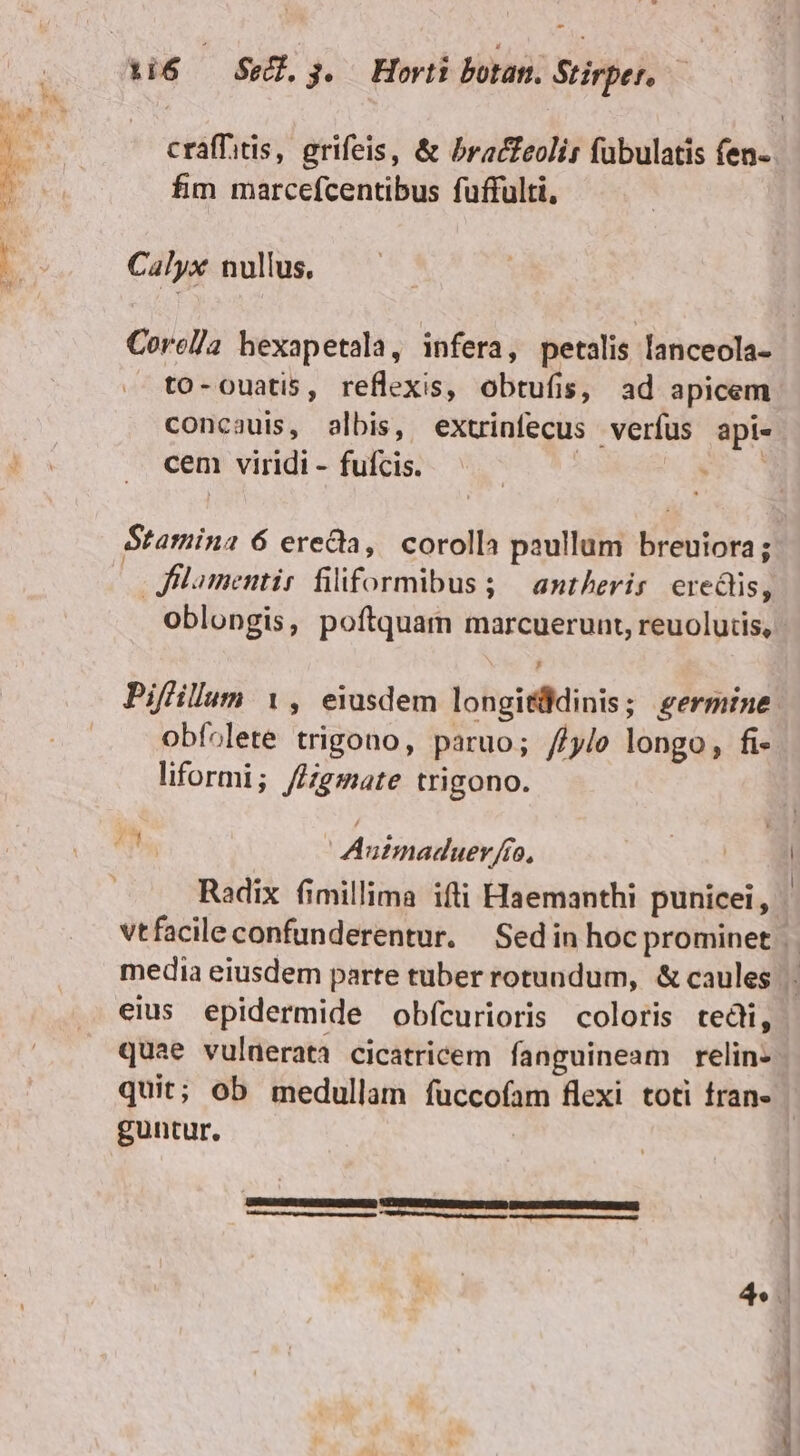 - fim marcefcentibus fuffulti, Calyx nullus. Corella hexapetala, infera, petalis lanceola- to-ouatis, reflexis, obtufis, ad apicem concasuis, albis, extrinfecus verfus api- cem viridi - fufcis. | ET Lom | JHilamentir filiformibus; | antherir eredis, oblongis, poftquam marcuerunt, reuolutis, , obíolete trigono, paruo; //ylo longo, fi- liformi; /Hgmate trigono. Autmaduer/ffo, Radix fimillima ifti Haemanthi punicei, eius epidermide obfcurioris coloris tedi, quae vulnerata cicatricem fanguineam relin- guntur. lutea im. ae a