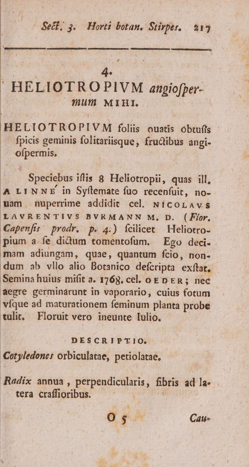 ut 4. ! BELIOTROPIVM angiofper- hh MIHI. —— HELIOTROPIVM foliis ouais obufs fpicis geminis folitariisque, fructibus angi- wenn Speciebus ilis 8 Heliotropii, quas ill, A LINNE in Syflemate füo recenfuit, no- |wam nuperrime addidit cel, Nicoravs LAVRENTIVS BVRMANN M, D. (Flor, Capenfir. r^ prodr. p. 4.) ícilicet — Heliotro- pium a.fe didum tomentofum. Ego deci. mam adiungam, quae, quantum fcio, non- | dum ab vllo alio Botanico defcripta exftat, Semina huius mifit a. 1763, cel, oE D ER; nec aegre germinarunt in vaporario, cuius fotum vfque ad maturationem feminum planta probe alie, Floruit vero ineunte lulio. DESCRIPTIO. Catyledone: orbiculatae, petiolatae, Radix anoua , perpendicularis, bbtis ad la- . tera craffioribus. e po Cau-