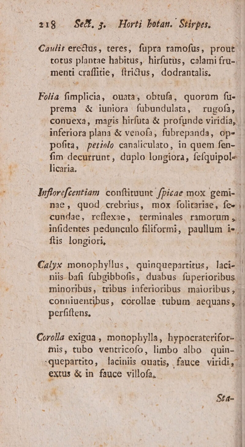 218. Secf, s... Horti. botan.. Stirpes. Caulir eredus, teres, fupra ramofus, prout. totus plantae habitus, hirfutus, calami fru-. menti craffitie, flridus, dodrantalis, Folia fimplicia, ouata, obtufa, quorum fu- prema &amp; iuniora fübundulata, —rugofa, conuexa, magis hirfuta &amp; profunde virídia, inferiora plana &amp; venofa, fubrepanda, ops . pofita, petiolo canaliculato, in quem fen- fim decurrunt, duplo longiora ; lefquipole licaria. - Juflorefzentiam: couftituunt. fpicae mox gemi- nae, quod.crebrius, mox folitariae, fe» cundae, reflexae, terminales ramorum, infidentes pedunculo filiformi, paullum ie, flis longiori, | Calyx monophyllus, quinquepartitus, laci- niis- bafi fubgibbofis, duabus fuperioribus. minoribus, tribus inferioribus maioribus ,- perfiftens, Corolla exigua , monophylla, hypocraterifor-. iis, tubo ventricofo, limbo albo quin- quepartito, laciniis ouatis, fauce viridi, extus &amp; in fauce villofa, - | |