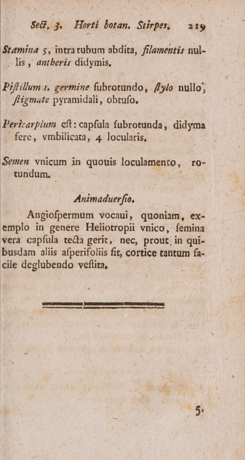 Stamina 5, intratubum abdita, filamentis nul- - lis, antberis E ! Biftilum. ,, germine übiofidar (3lo nullo 3 : yemas pyramidali, obtufo, Pericarpium cft: capfula fubrotunda, didyma fere, vmbilicata, 4. locularis, : Semen vnicum in quouis loculamento , fQ- cundum, | | Animaduerfuo, | Angiofpermum vocaui, quoniam, ex- emplo in genere Heliotropii vnico, femina vera capfíula teda gerit, nec, prout, in qui- busdam aliis afperifoliis fit, cortice tantum ia Es deglubendo veflita, ROENSGESRURGISOURI) DRCSASSRUNEENSDQSRI ESEWNUMUC IER QI: Tala i a rr D M VEM TU Mr irrita E. LU