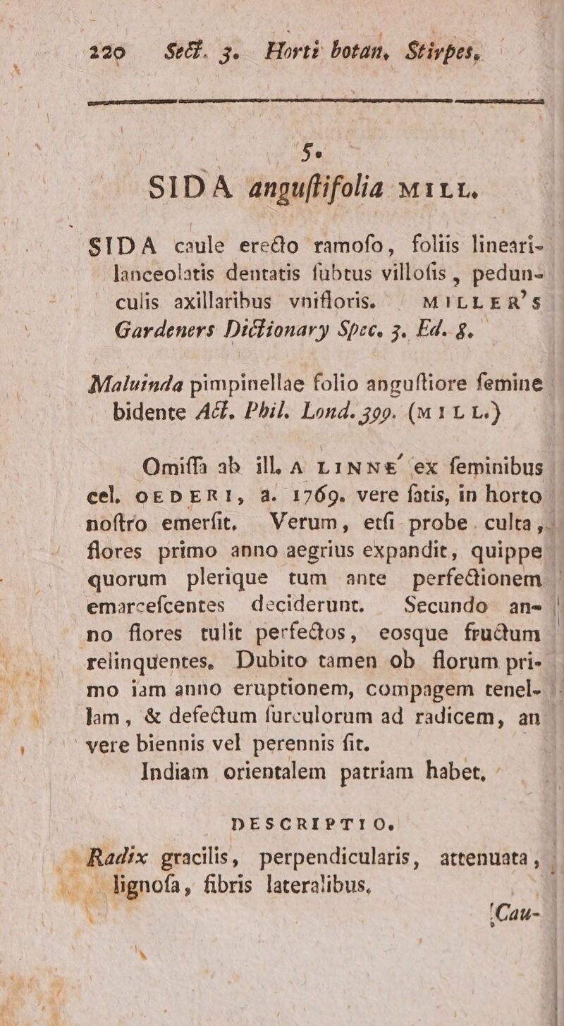 QUeIAMLIRGU DEG IUEDERDS l | ES SIDA angu[tifolia M1r.t. SIDA caule erecto ramofo, foliis lineari-- lanceolatis dentatis fubtus villofis , pedun- culis axillaribus vnifloris. ^ MirLER's Gardeners Diclionary Spec. 3. Ed. 8. Maluinda pimpinellae folio anguftiore femine | bidente A&amp;. Phil. Lond. 399. (w 1 1 t.) Omiffà ab. ill. A LiNN&amp;' ex feminibus cel. oEDER I, à. 1769. vere fatis, in horto - noftro emerfit, | Verum, etfi. probe . culta, flores primo anno aegrius expandit, quippe quorum plerique tum ante perfedionem emarcefcentes deciderunt, — Secundo an- | no flores tulit perfe&amp;os, eosque fructum | relinquentes, Dubito tamen ob florum pri- mo iam anno eruptionem, compagem tenel.- :: lam, &amp; defe&amp;tum furculorum ad radicem, an | vere biennis vel perennis fit. Indiam orientalem patriam habet, DESCRIPTIO, Civ i gracilis, perpendicularis, attenuata, . lignofa ; fibris lateralibus, E N :Cau-