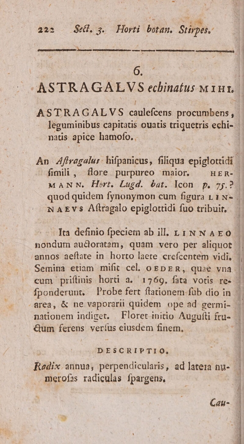  SA 223 . $e. 3. Horti botam. Stirpes. VEO — ——ÁÀ— OC | ASTRAGALVS echinatus w1ut. cata RID «X— 9 ASTRAGALVS caulefcens procumbens , leguminibus capitatis ouatis triquetris epic natis apice hamofo. . | An Afiragalur: hifpanicus, filiqua epiglottidi | fimili, flore purpureo maior. ^ HEm- MANN. Hort. Lugd. bat. Icon. p. 75.2. quod quidem fynonymon cum figura L1 N- . NAEVs Aftragalo epiglottidi fuo tribuit. Tta definio fpeciem ab ill. LN NAEO | nondum audoratam, quam vero per aliquot annos aeflate in. horto laete crefcentem vidi, | Semina etiam mifit cel. ogpER, quae vna | cum priftinis horti a. 1769, fata votis re- | fponderunt. — Probe fert flationem.füb dio in | .area, &amp; ne vaporarii quidem ope ad germi- . nationem indiget. | Floret initio Augufti fru- | Gum ferens veríus eiusdem finem, É DESCRIPTIO, Radix annua, perpendicularis, ad latera nu- merofas radiculas ípargens, Cau-