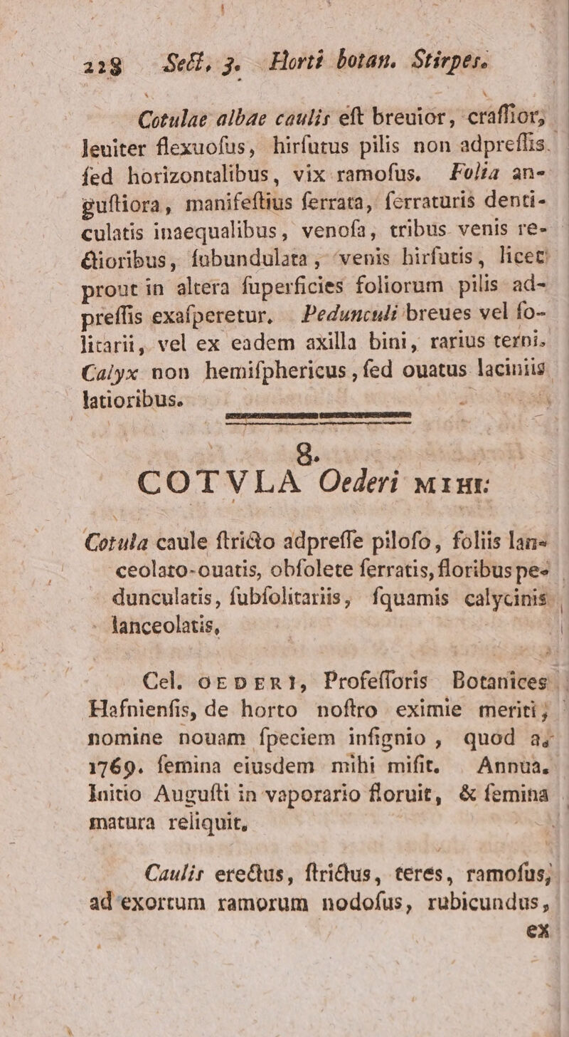 Cotulae albae caulis eft breuior, craffior, fed horizontalibus, vix ramofus, Feli an- guítiora, manifeflius ferrata, ferraturis denti- &amp;ioribus, fnübundulata, 'venis hirfutis, licet proutin altera fuperficies foliorum | pilis ad- preffis exafperetur, — Pedunculi breues vel fo- litarii, vel ex eadem axilla bini, rarius terbi, latioribus. 3 eli SOTTAPGMPUSRROTUSCMONSND (EISKENSLRGRRPINCH ISIEBSUSQR. ^ — |  | COTVLA Orederi wur: Cotula caule ftri&amp;o adpreffe pilofo, foliis lan - lanceolatis, nomine nouam Ípeciem infignio , quod a« matura reliquit, ad exortum ramorum nodofus, rubicundus, ex