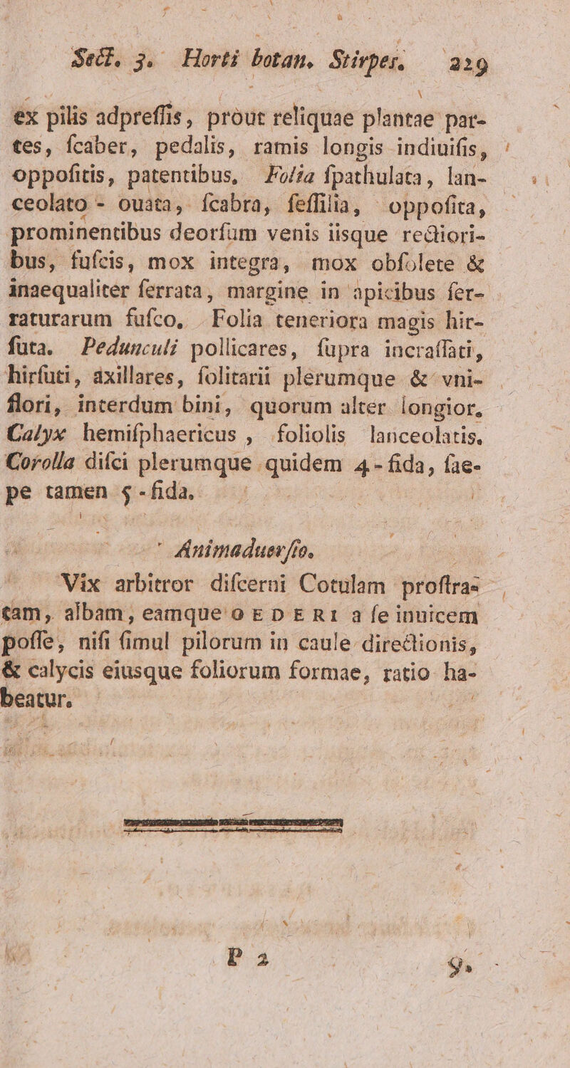 ex pilis adpreffis, prout reliquae plantae pat- tes, fcaber, pedalis, ramis longis indiuifis, oppofitis, patentibus, — Fo/za fpathulata, lan- ceolato - ouata,. fcabra, feffiia, - oppofita, prominentibus deorfum venis iisque rectiori- bus, fuícis, mox integra, mox obfolete &amp; inaequaliter ferrata, margine in apicibus fer- raturarum fufco, Folia teneriora magis hir- füta. Pedumculi pollicares, fupra incraffati, hirfuti, áxillares, folitarii plerumque &amp;- vhi- flori, interdum bini, quorum alter. longior, Calyx hemifphaericus » foliolis lanceolatis, Corolla difci plerumque .quidem 4- fida, fae- pe tanen ugs - fida,  Animaduev/f (7 R Vix arbitror difcerni Cotulam proftra: | tam, albam, eamque o E D E R1 a fe inuicem poffe, nifi itii pilorum in caule. direclionis, &amp; calycis eiusque foliorum formae, ratio. ha- beatur, k^ *-