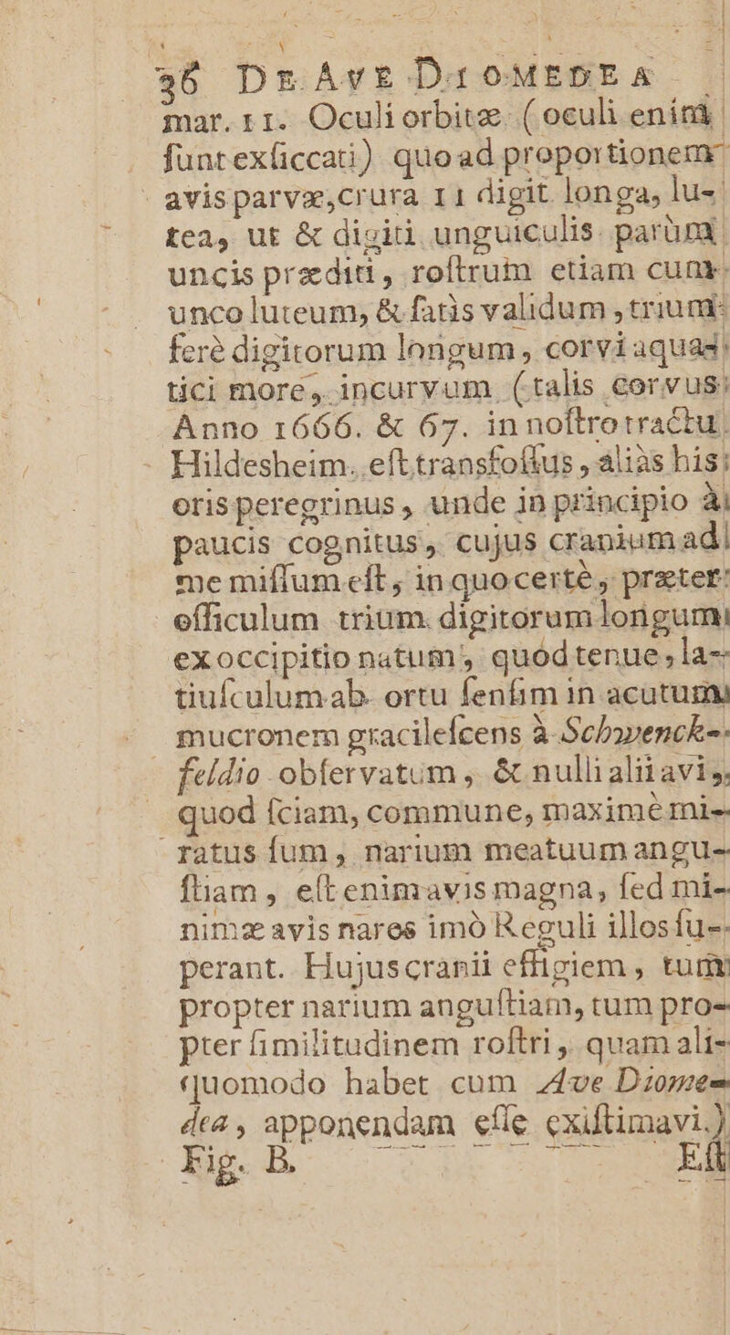 26 DrAvEDIOMEDEA — mar. r1. Oculiorbitz. ( oculi enini. funtexficcati) quoad propor tionem - avisparva,crura 11 digit longa, lu- tea, ut &amp; digi unguiculis. parüna uncis przdit , roftrum etiam cunt. unco luteum, &amp; fatis validum , trium feré digitorum longum , corvi aquas, tici more, incuryum (talis corvus: Anno 1666. &amp; 67. innoftrotractu. - Hildesheim. efttransfofkus , alias his; oris peregrinus , unde in principio ài paucis cognitus, cujus cranium ad me miffum eft, in quocerté , pratet: efficulum trium. digitorum longurmi exoccipitio natum, quodtenue; la- tiufculumab. ortu fenfim in acutum mucronem gracilefcens à Scbovenck-- feldio obfervatum , &amp; nulli alii avis. quod fciam, commune; mmaximé mie ratus fum , narium meatuum angues ftam , elt enimavis magna, fed mi- nima avis nares imó Reguli illosfu-. perant. Hujuscranii effigiem , tur propter narium angufítiam, tum pro- pter fimilitudinem roftri , quam ali- quomodo habet cum 44ve Dzome- dea, apponendam eííe EU Bh 21 os 2-