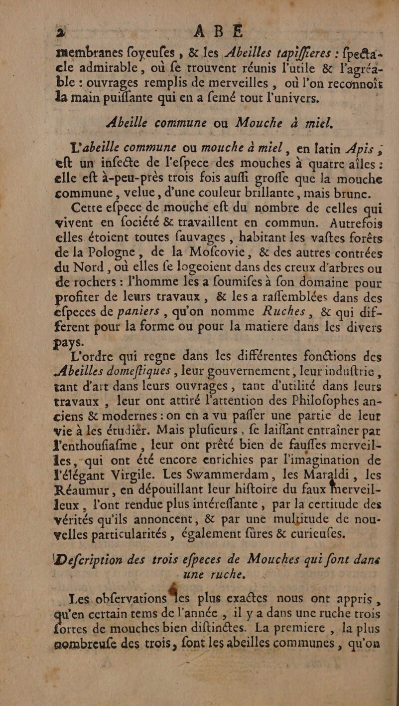 membranes foyeufes , &amp; les Abeilles tapiffieres : fpe&amp;ta: cle admirable, où fé trouvent réunis l’utile &amp; lagréa- ble : ouvrages remplis de merveilles , où l’on reconno! da main puiffante qui en a femé tout l'univers. Abeille commune où Mouche à miel. L'abeille commune ou mouche à miel, en latin Apis ; eft un infeéte de l'efpece des mouches à quatre aîles : elle eft à-peu-près trois fois aufi groffe que la mouche commune, velue, d’une couleur brillante , mais brune. Cetre efpece de mouche eft du nombre de celles qui vivent en fociété &amp; travaillent en commun. Autrefois elles étoient toutes fauvages , habitant les vaftes forêts de la Pologne, de la Mofcovie, &amp; des autres contrées du Nord , où elles fe logeoient dans des creux d'arbres ou de rochers : l’homme les a foumifes à fon domaine pour profiter de leurs travaux, &amp; les a raflemblées dans des efpeces de paniers , qu'on nomme Ruches, &amp; qui dif- ferent pour la forme ou pour la matiere dans les divers pays: | L'ordre qui regne dans les différentes fon@ions des Abeilles domeffiques , leur gouvernement, leur induftrie, tant d’ait dans leurs ouvrages , tant d'utilité dans leurs travaux , leur ont attiré l'attention des Philofophes an- ciens &amp; modernes : on en a vu pañler une partie de leur vie à les érudiér. Mais plufeurs , fe laïllant entraîner par 'enthoufiafme , leur ont prêté bien de fauffes merveil- des, qui ont été encore enrichies par l'imagination de l'élégant Virgile. Les Swammerdam, les M à les Réaumur , en dépouillant leur hiftoire du faux Merveil- Jeux , l'ont rendue plus intéreffante, par la certitude des vérités qu’ils annoncent, &amp; par une mulgitude de nou- velles particularités , également füres &amp; curicufes. Defcription des trois efpeces de Mouches qui font dans une ruche. CP PP plus exactes nous ont appris, qu'en certain tems de l'année. il y a dans une ruche trois … de de mouches bien diftinétes. La premiere , la plus _aombreufe des trois, font les abeilles communes , qu'on