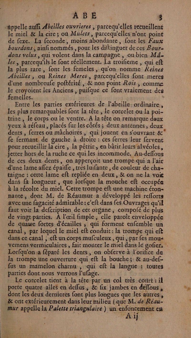 ABBÉ $ “âppelle auffi Abeilles ouvrieres | parcequ'elles recueillent le miel &amp; la cire; où Mulets, parcequ'elles n’ont point de fexe. La feconde, moins abondante, font les Faux bourdons, ainfi nornmés , pour les diflinguer de ces Bour- - dons velus, qui volent dans la campagne, owbien M4 les , parcequ'ils le font réellement. La troifieme , qui eft la plus rare, font les femeles, qu'on nomme eines Abeilles, ou Reines Meres, parcequ’elles font meres d'une nombreufe poftérité , &amp; non point Rois , comme le croyoient les Anciens , puifque cé font vraiement des femelles. Entre les parties extérieures de l'abeille: ordinaire, les plus remarquables font la tête , le corcelet ou la poi- trine , le corps ou le ventre. A la tête on remarque deux ÿeux à réfeau, placés fur les côtés ; deux antennes, deux dents , ferres ou mâchoires, qui jouent en s'ouvrant &amp;° fe fermant de gauche à droite : ces ferres leur fervent pour recueillir la cire , la pêtrir, en bâtir leurs alvéoles, jetrer hors de la ruche ce qui les incommode. Au-deffous de ces deux dents, on apperçoit une trompe-qui a l'air d’une lame afféz épaifle , très luifante , de couleur de cha taigne : cétte lame eft repliée en deux, &amp; on ne la vois dans fa longueur ; que lorfque la mouche eft occupée à la récolte du miel. Cette trompe eft une machine éton- nanté, dont M. de Réaumur a développé les reflorts avec une fagacité admirable: c’eft dans fes Ouvrages qu’il faut voir la defcription de cét organe, compolé de plus de vingt parties. À l'œil fimple, elle paroît enveloppée de quaite fortes d’écailles ; qui forment enfemble un canal, par lequel le miel eft conduit : là trompe qui eft dans ce canal , eft un corps mufculeux , qui ,.par fes mou Lorfqu'on:a féparé les dents, on obferve:à l'orifice de Ja trompe une ouverture qui eft la bouche: &amp; au-def- fus un mamelon charnu , qui eft la langue + toutes parties dont nous verrons l'ufage. | Le corcelet tient à la tête par un col très court : il porte quatre aîleS en deflus, &amp; fix jambes en déflous , dont les deux dernieres font plus longues que les autres, _&amp; ont extérieurement dans leur milieu (que M. de Réau- mur appelle la Palette triangulaire ) un enfoncement eù | “4x re