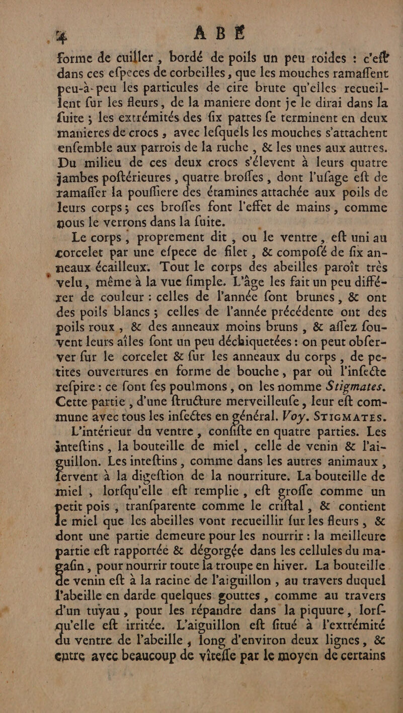 Lg ABÉ forme de cuiller , bordé de poils un peu roides : c'eft dans ces efpeces de corbeilles , que les mouches ramaffent peu-à- peu les particules de cire brute qu'elles recueil- lent fur les fleurs, de la maniere dont je le dirai dans la fuite ; les extrémités des fix pattes fe terminent en deux manieres de crocs , avec lefquels les mouches s’attachent enfemble aux parrois de la ruche , &amp; les unes aux autres. Du milieu de ces deux crocs s'élevent à leurs quatre jambes poftérieures , quatre broffes , dont l’ufage eft de ramafler la poufliere des étamines attachée aux poils de leurs corps; ces broffes font l'effet de mains, comme nous le verrons dans la fuite. : Le corps, proprement dit , ou le ventre, eft uni au corcelet par une efpece de filer , &amp; compofé de fix an- , neaux écailleux. Tout le corps des abeilles paroît très velu, même à la vue fimple. L'âge les fait un peu diffé- rer de couleur : celles de l’année font brunes, &amp; ont des poils blancs ; celles de l’année précédente ont des poils roux, &amp; des anneaux moins bruns , &amp; aflez fou- vent leurs aîles font un peu déchiquetées : on peut obfer- ver fur le corcelet &amp; fur les anneaux du corps, de pe- tités ouvertures en forme de bouche, par où l'infeéte refpire: ce font fes poulmons , on les nomme Sripmates. Cette partie , d’une ftruéture merveilleufe , leur eft com- mune avec tous les infectes en général. Voy. SricMATES. L'intérieur du ventre, conffte en quatre parties. Les inteftins , la bouteille de miel, celle de venin &amp; l’ai- uillon. Les inteftins , comme dans les autres animaux , ve à la digeftion de la nourriture. La bouteille de miel , lorfqu'elle eft remplie, eft groffe comme un etit pois , tranfparente comme le criftal, &amp; contient iè miel que les abeilles vont recueillir fur les fleurs, &amp; dont une partie demeure pour les nourrir : la meilleure partie eft rapportée &amp; dégorgée dans les cellules du ma- afin, pour nourrir toute la troupe en hiver. La bouteille. de venin eft à la racine de l’aiguillon , au travers duquel l'abeille en darde quelques gouttes , comme au travers d'un tuyau, pour les répandre dans la piquure, lorf- u'elle eft irritée. L'aiguillon eft fitué à l'extrémité u ventre de l'abeille ; Iong d'environ deux lignes, &amp; cntre avec beaucoup de vicefle pat le moyen de certains