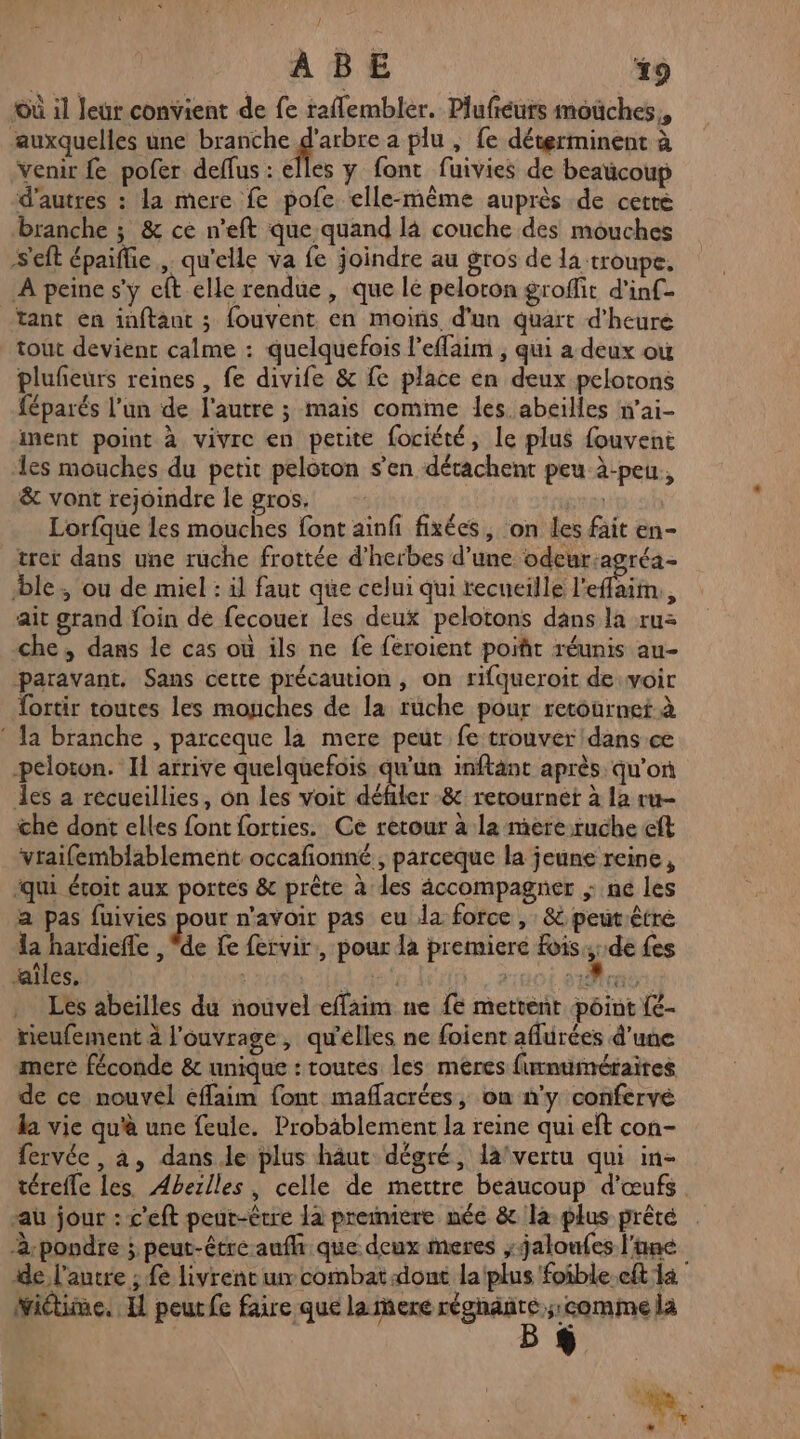 où il Jeur convient de fe raflembler. Plufieuts moûches,, auxquelles une branche — a plu , fe déterminent à venir fe pofer deffus : elles y font fuivies de beaucoup d’autres : la mere fe pofe elle-même auprès de cette branche ; & ce n’eft que quand l4 couche des mouches -s'eft épaïflie ,. qu'elle va fe joindre au gros de 1a troupe. A peine s'y cft elle rendue, que lé peloton groffit d'inf- tant en inftaut ; fouvent en moins d'un quart d'heure tout devient calme : quelquefois l’eflaim , qui a deux où pluñeurs reines , fe divife & fe place en deux pelotons féparés l’un de l'autre 3 mais comine les. abeilles w’ai- inent point à vivre en petite fociété, le plus fouvent ‘es mouches du petit peloton s’en détachent peu à:peu, & vont rejoindre le gros. | Lorfque les mouches font ainfi fixées, on les fait en- trer dans une ruche frottée d'herbes d’une odeur:agréa- ble, ou de miel : il faut que celui qui recueille lee, ait grand foin de fecouer les deux pelotons dans la ru che, dans le cas où ils ne fe féroient poifr réunis au- paravant, Sans cette précaution, on rifqueroit devoir fortir toutes les mouches de la ruche pour retonrnet à ‘ 1a branche , parceque la mere peut fe trouver dans ce peloton. Il arrive quelquefois ire inftant après. qu'on Jes a recueillies, on les voit défiler & rerournet à 1a ru- ché dont elles font forties. Ce retour à la mereruche eft vraifemblablement occafonné, parceque la jeune reine, ‘qui étoit aux portes & prête à les accompagner ; ne les a pas fuivies pour n'avoir pas eu la force , & peut:être la hardiefle , “de fe fervir, pour là premiere fois,;: de fes aîles. ; 2 He EN | } ot ce t Les abeilles du nouvel effaim ne {e mettent péint fé- rieufement à l'ouvrage, qu'elles ne foient aflurées d’une mere féconde & unique : toutes les meres fimnuméraires de ce nouvel éffaim font maflacrées, on n'y confervé la vie qu'è une feule. Probablement la reine qui eft con- fervée , à, dans le plus hâut dégré, lavertu qui in- térefle les. Aberlles, celle de mettre beaucoup d'œufs. au jour : c'eft peut-être la premiere mée & la plus prêté à:pondre ; peut-érre-auflr que deux meres ;jaloufes l'ame de l'autre ; {e livrent un combat dont la'plus foible.eft 14 Wictime. I peut fe faire que la mere a te comme là B% à PL NE R